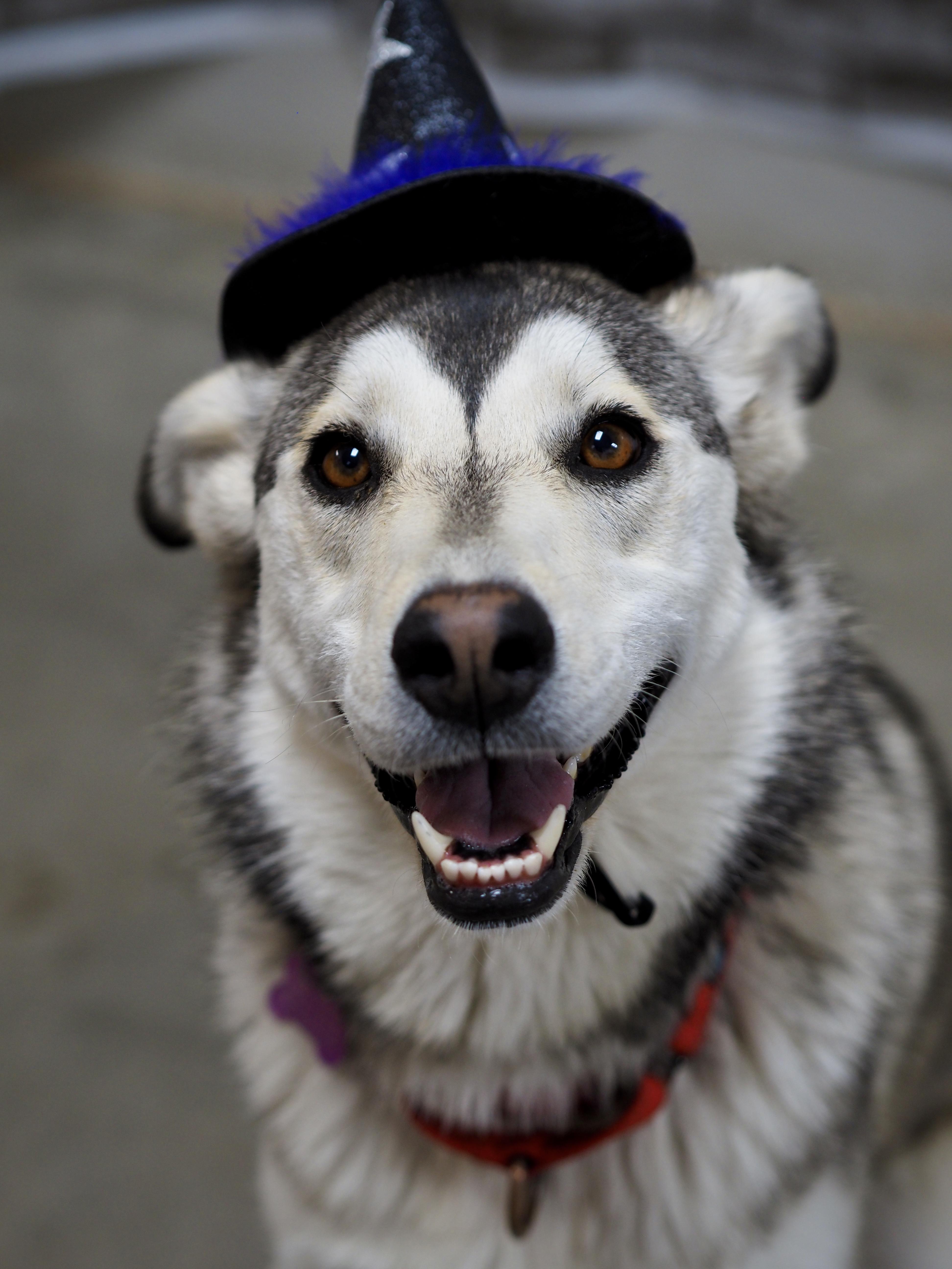 Enlarge Stunnah, a Adoptable mixed breed in Buena Vista, CO image 5/6