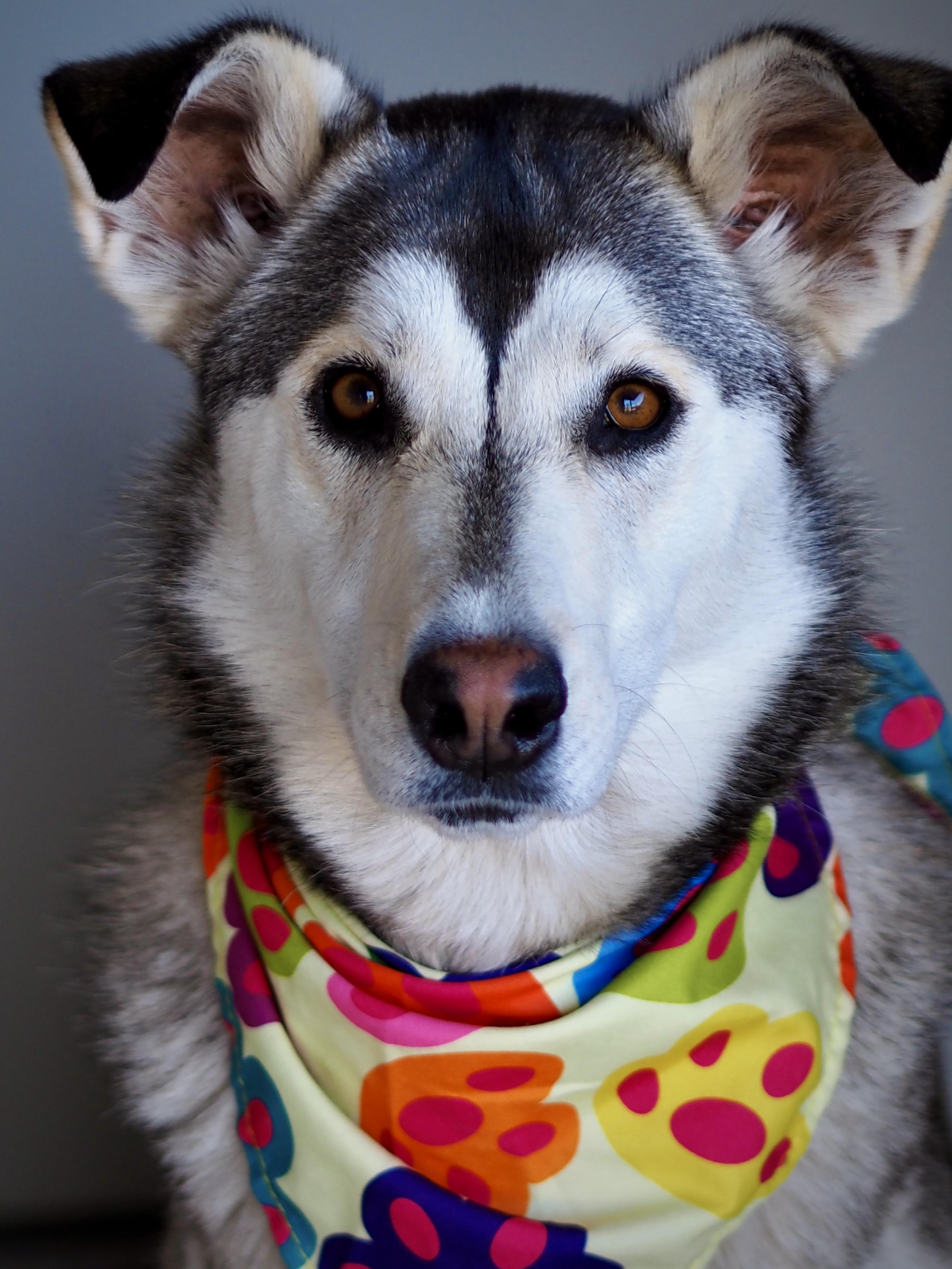 Enlarge Stunnah, a Adoptable mixed breed in Buena Vista, CO image 2/6