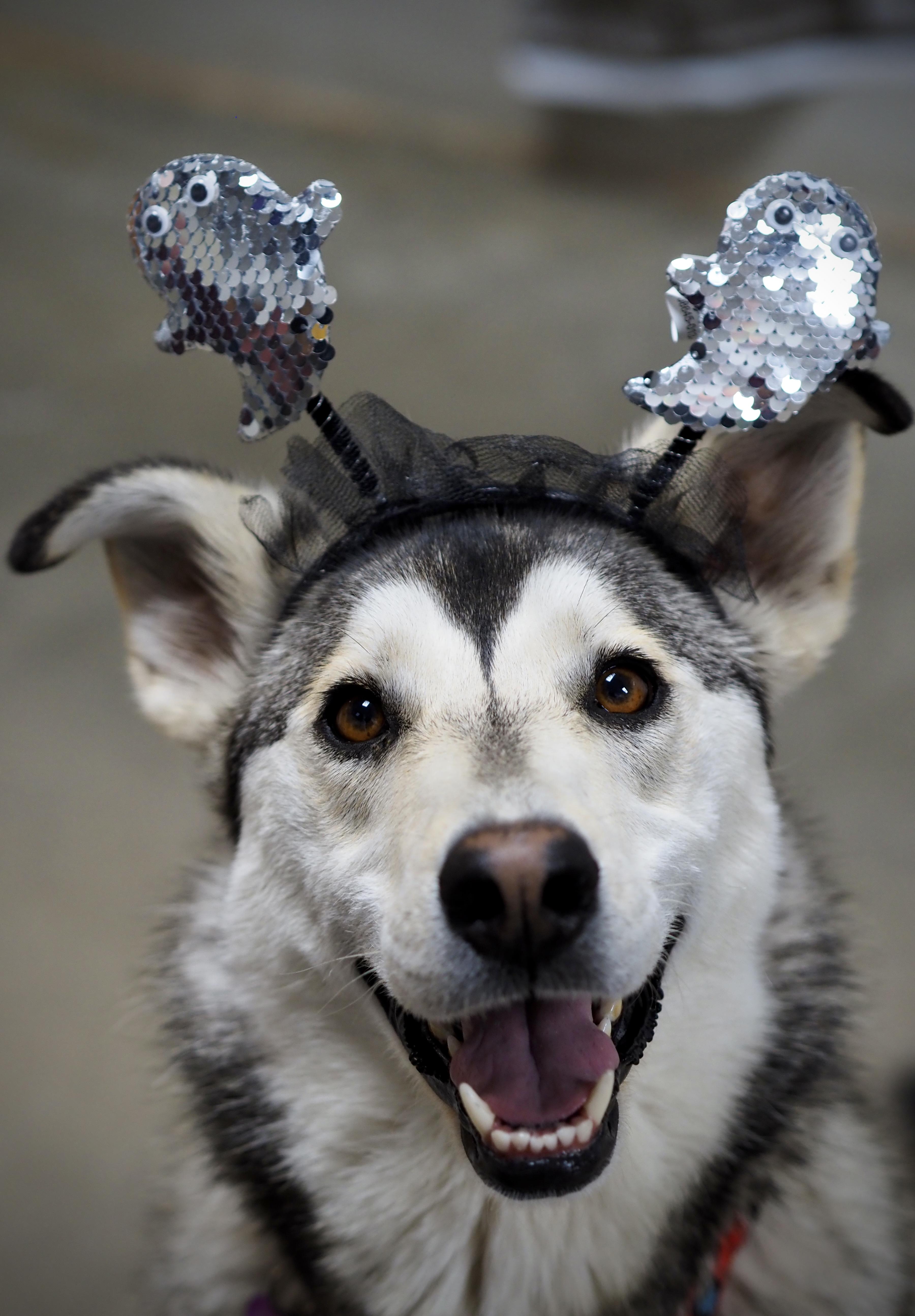 Stunnah, Adoptable, Adult Female Husky.