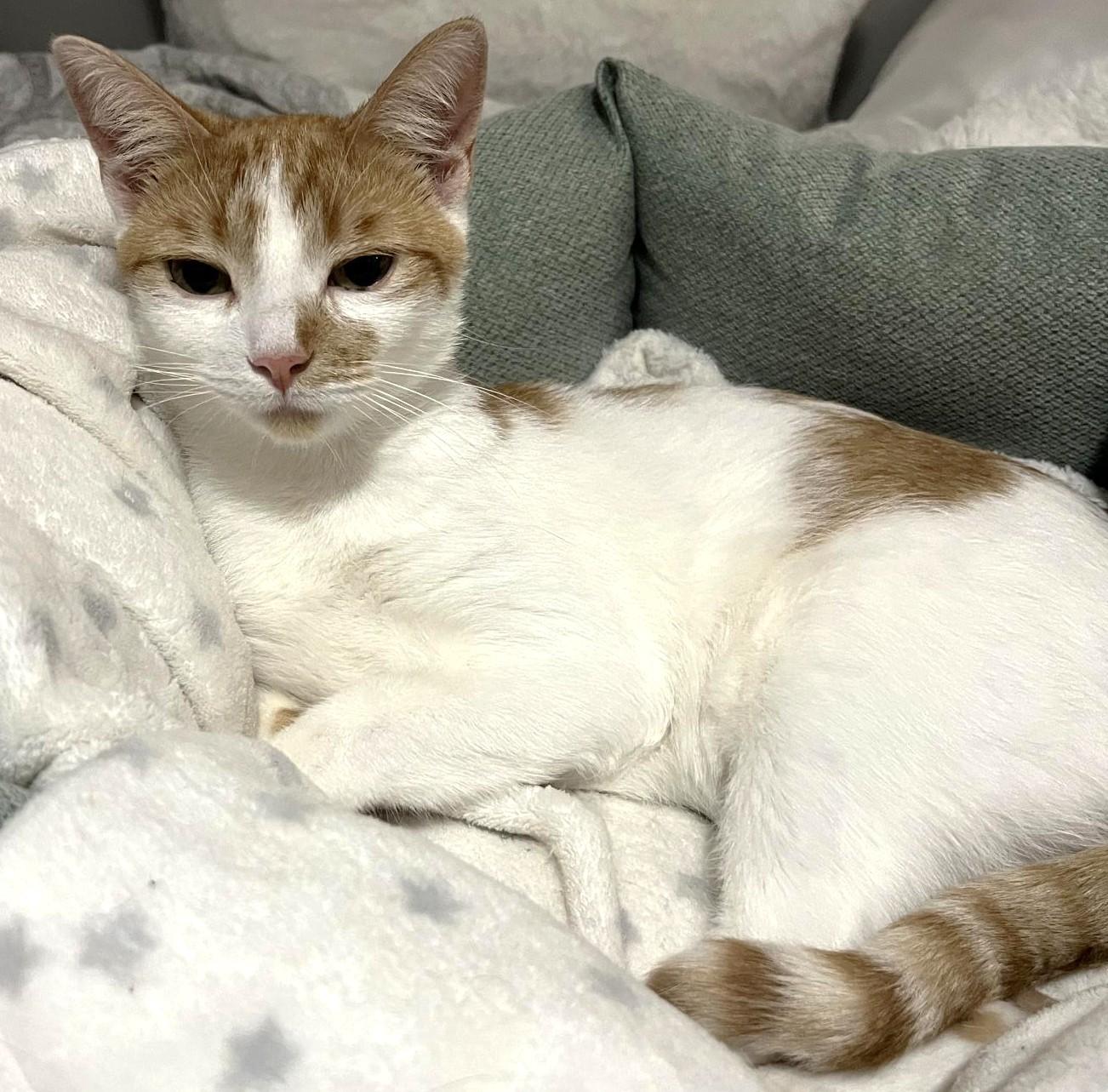 Angel, Adult Female unknown