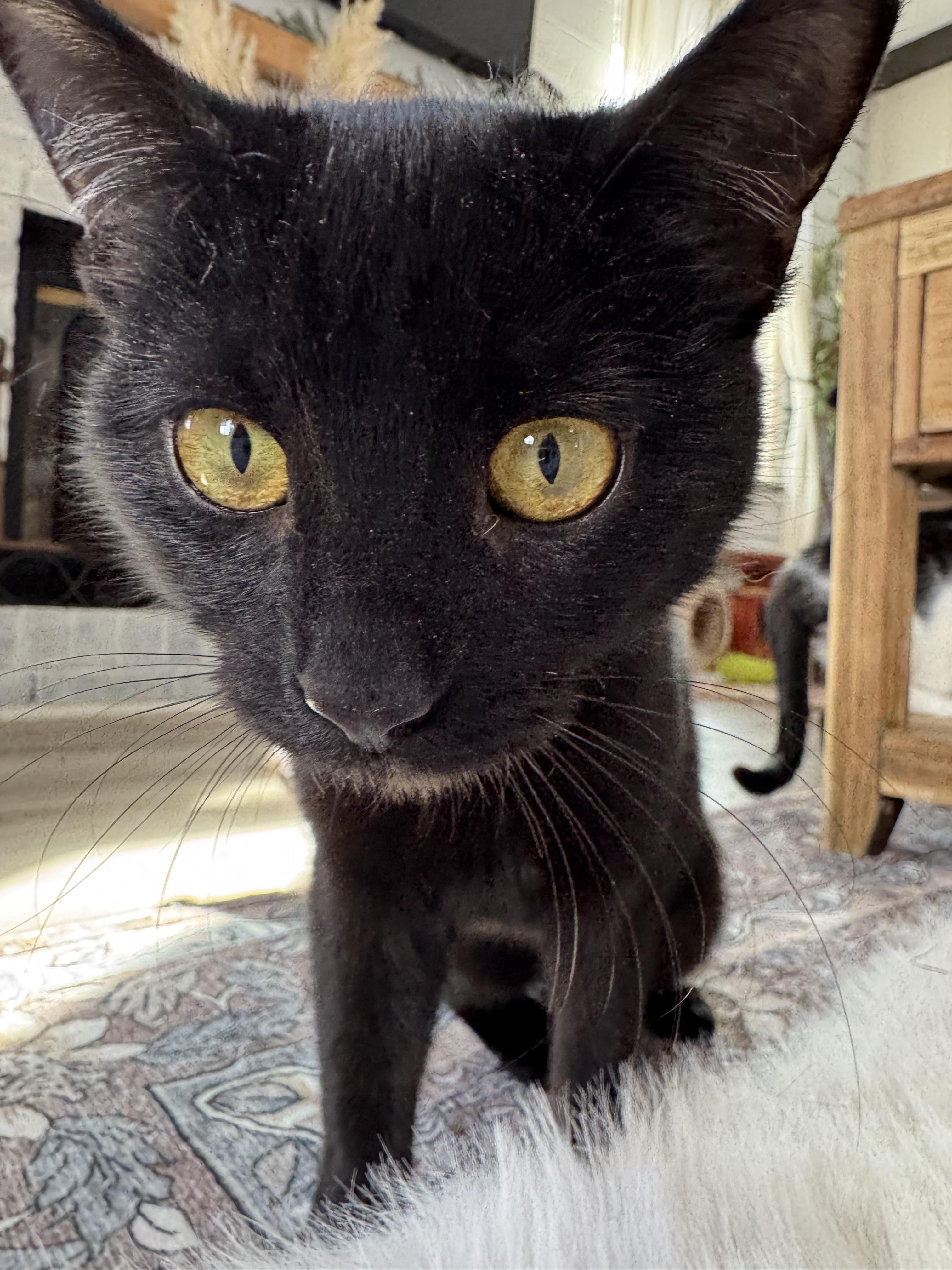 Enlarge Raven, a Adopted Domestic Short Hair in West Berlin, NJ image 6/6