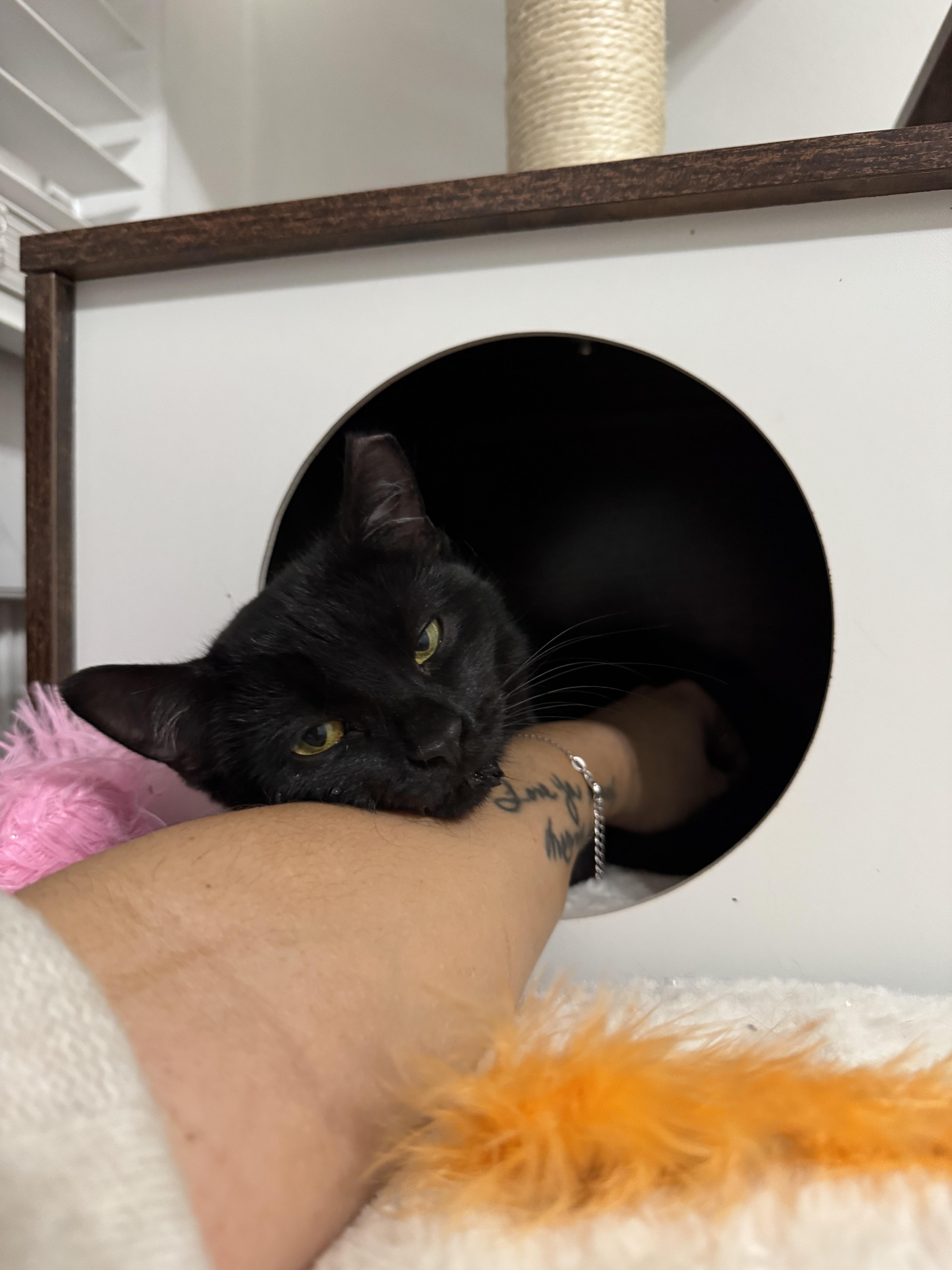 Enlarge Raven, a Adopted Domestic Short Hair in West Berlin, NJ image 2/6