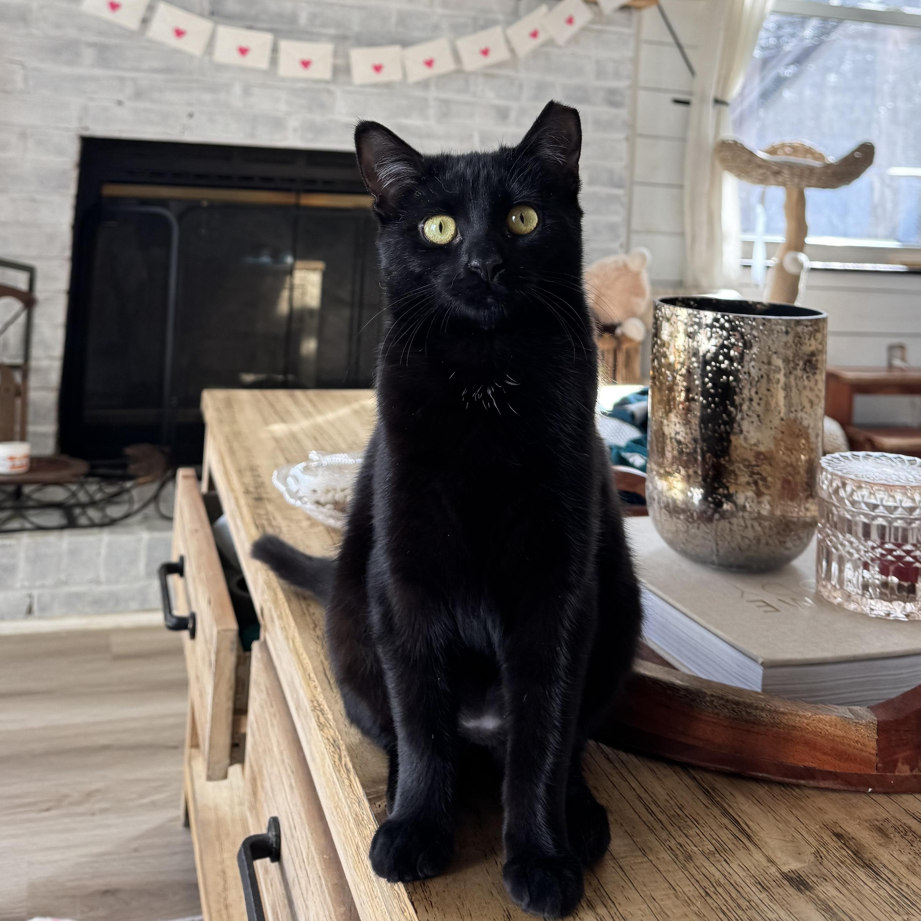 Enlarge Raven, a Adopted Domestic Short Hair in West Berlin, NJ image 1/6