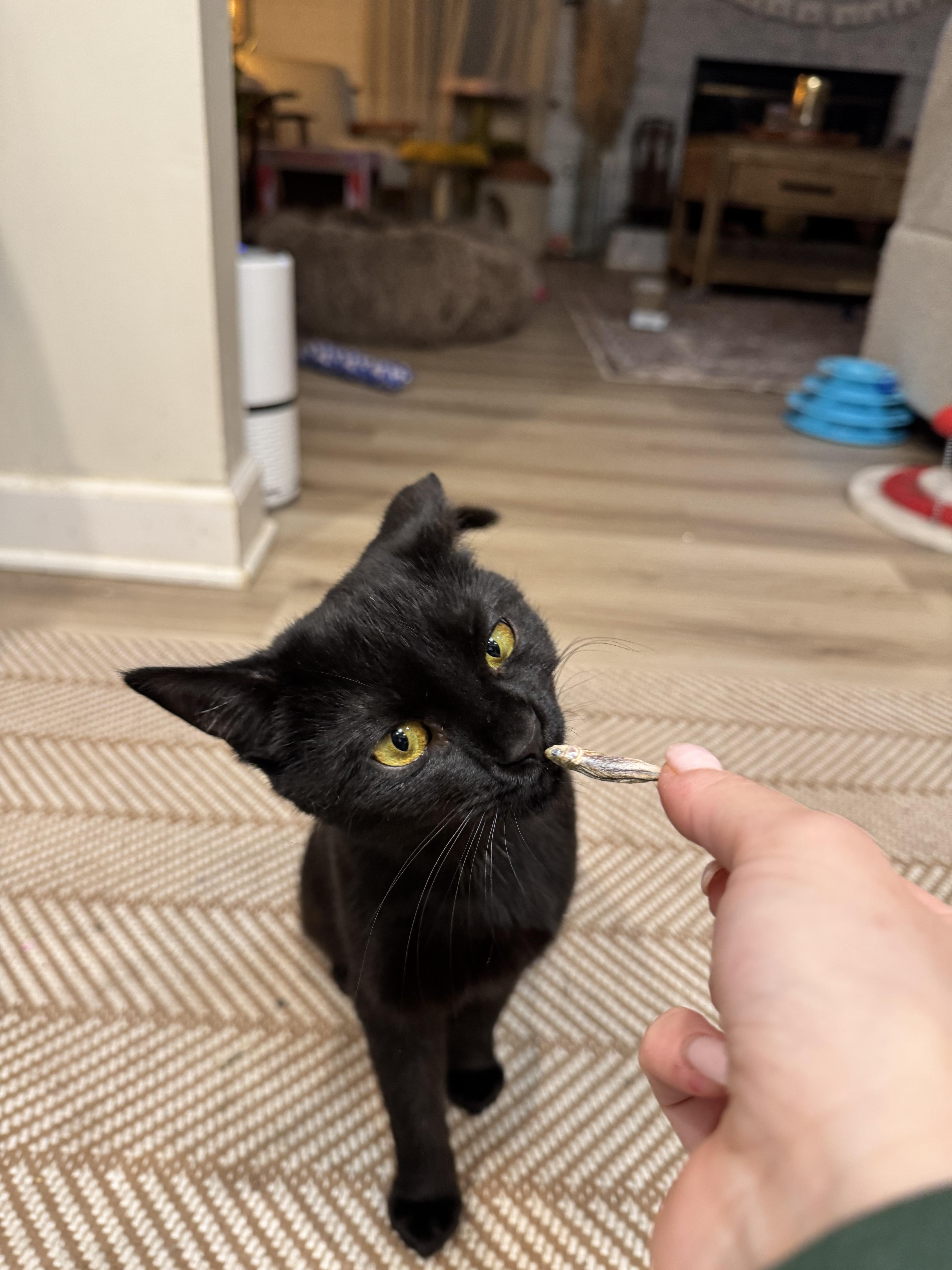 Enlarge Raven, a Adopted Domestic Short Hair in West Berlin, NJ image 3/6