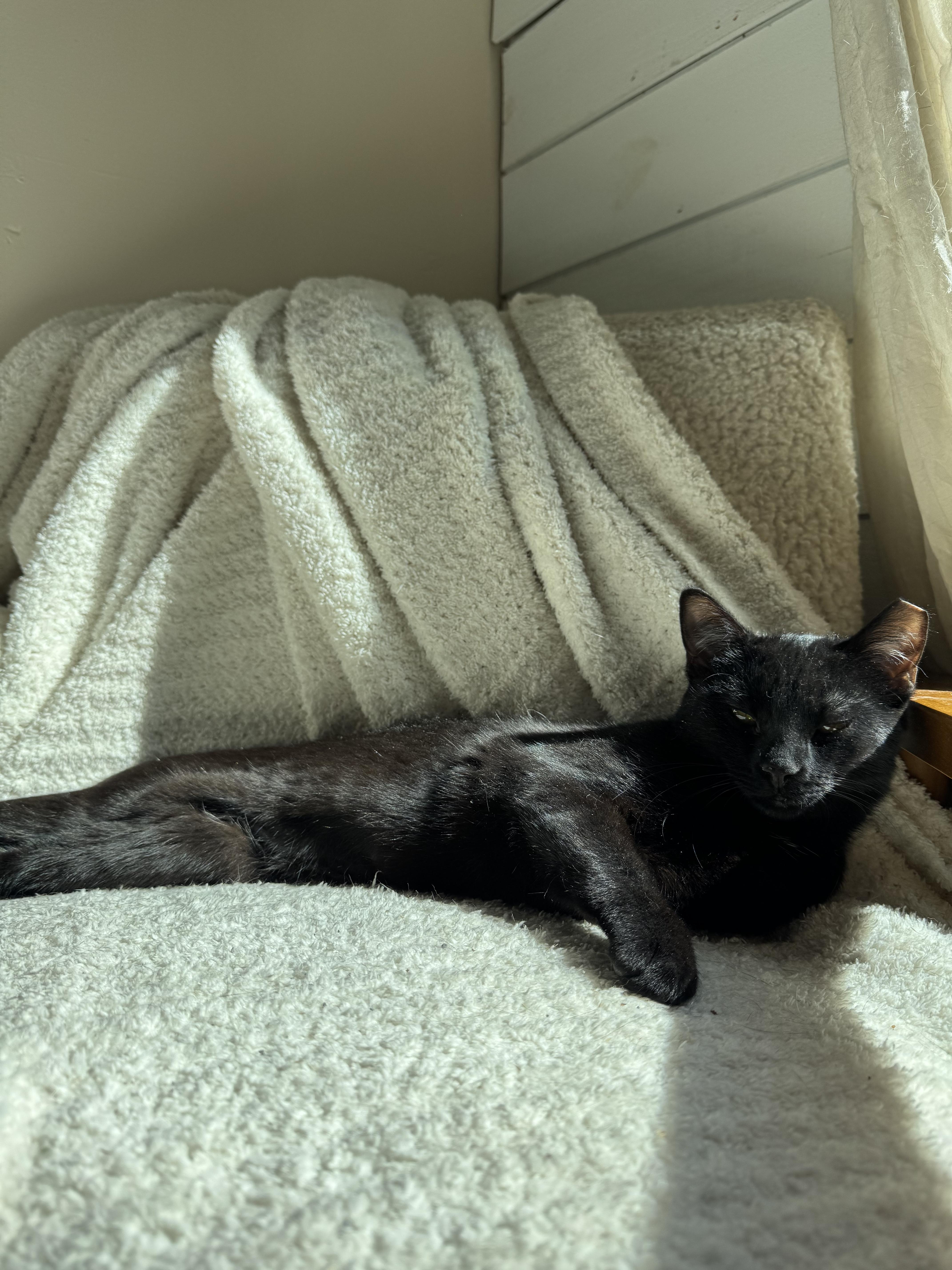 Enlarge Raven, a Adopted Domestic Short Hair in West Berlin, NJ image 5/6