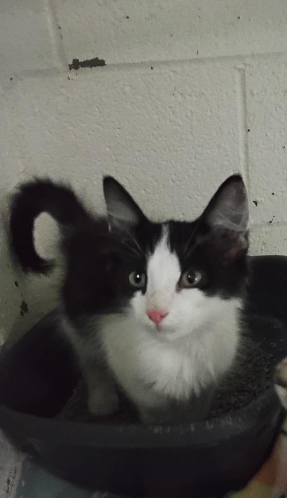 Enlarge Froyo, a Adopted mixed breed in Ada, OK image 1/1