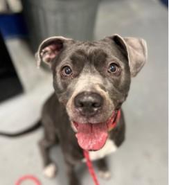 Zoey, Adoptable, Adult Female Pit Bull Terrier.