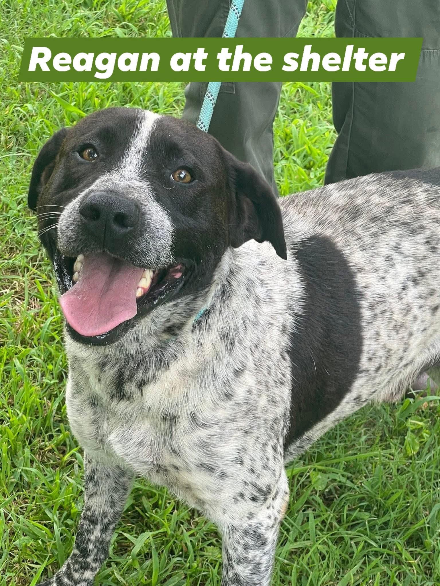 Reagan, a Adopted mixed breed in Powder Springs, GA image 1/2
