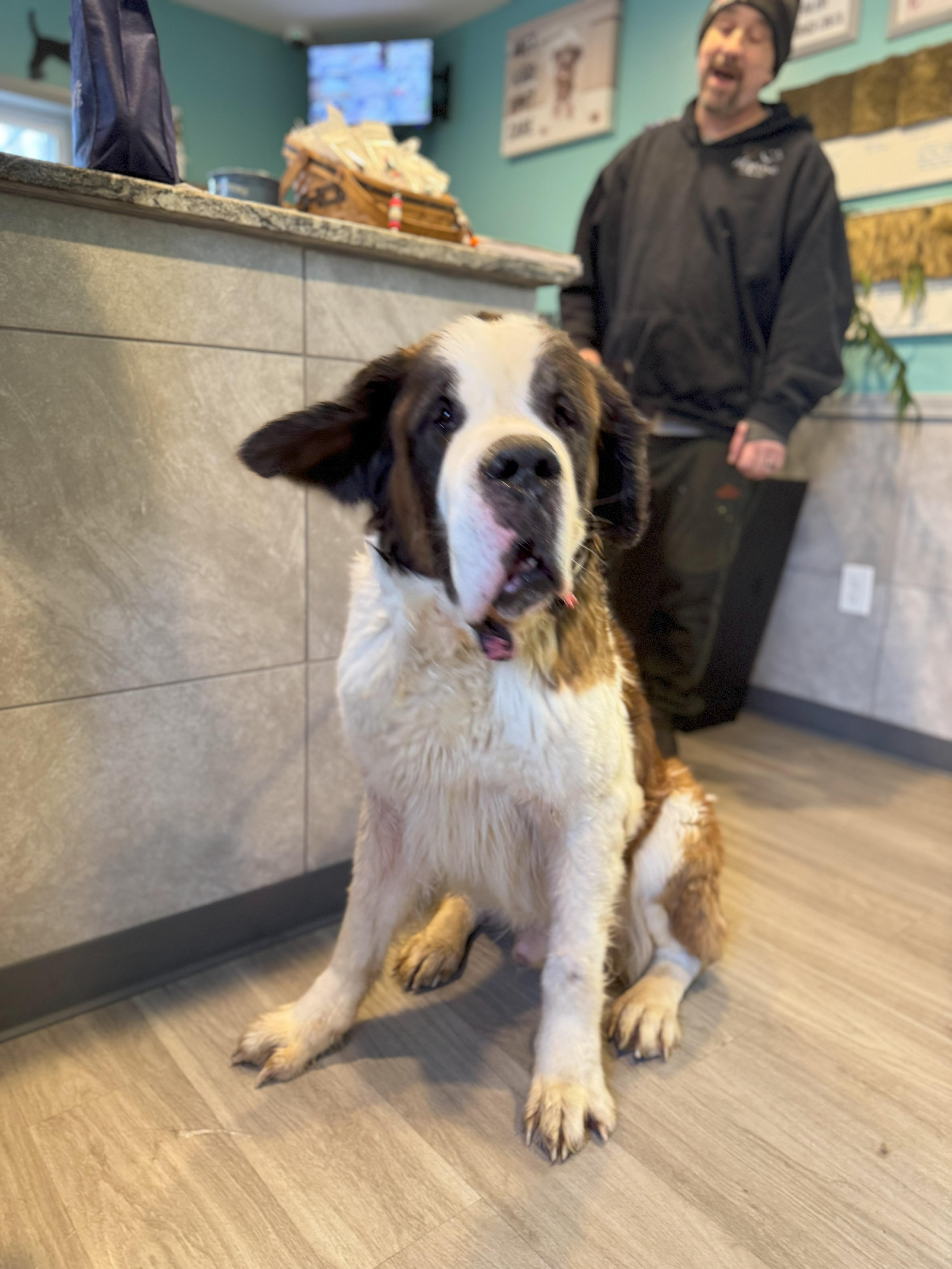 Moezer, Senior Male Saint Bernard