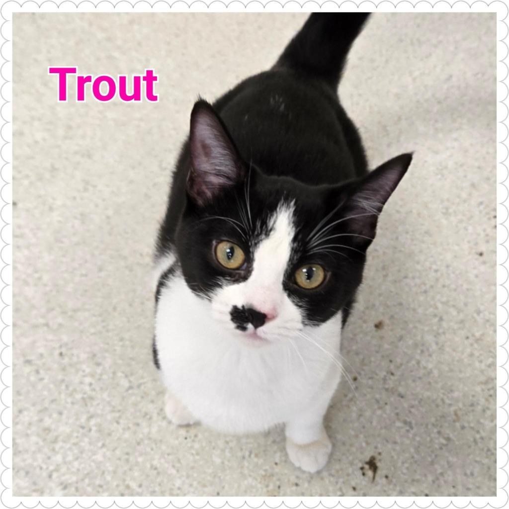 Trout, Adoptable, Kitten Female Domestic Short Hair.