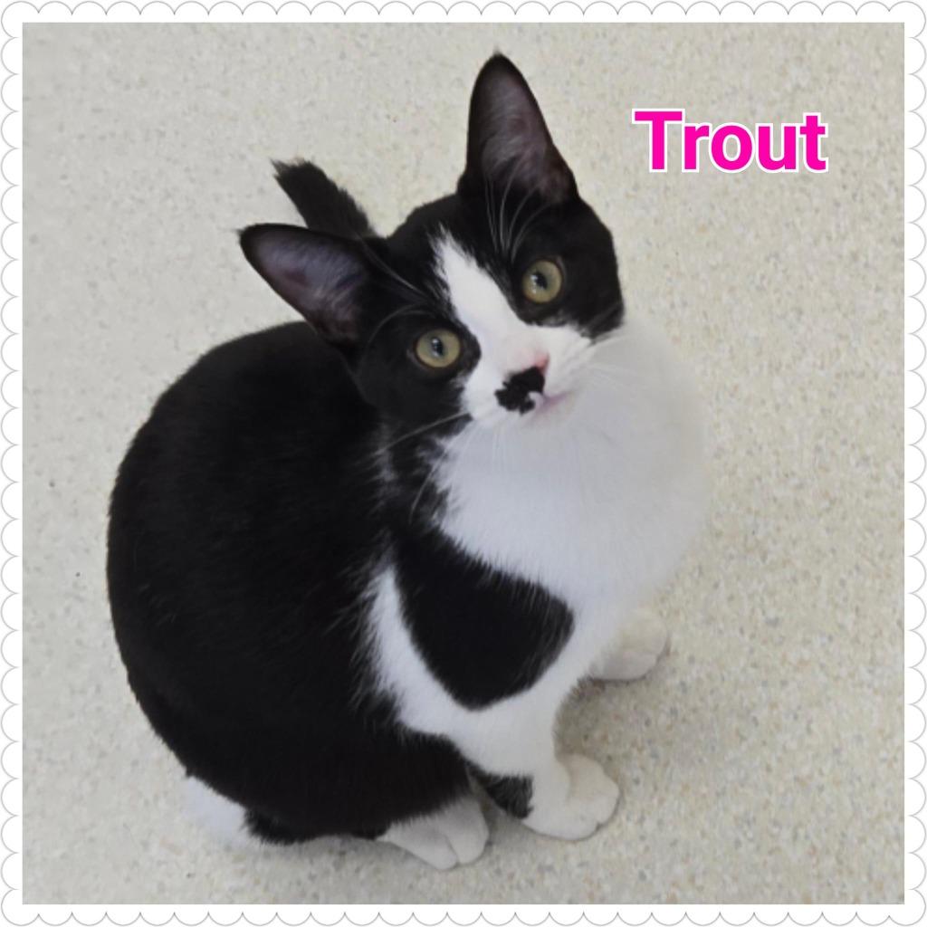 Enlarge Trout, a Adoptable mixed breed in North Saint Paul, MN image 1/5