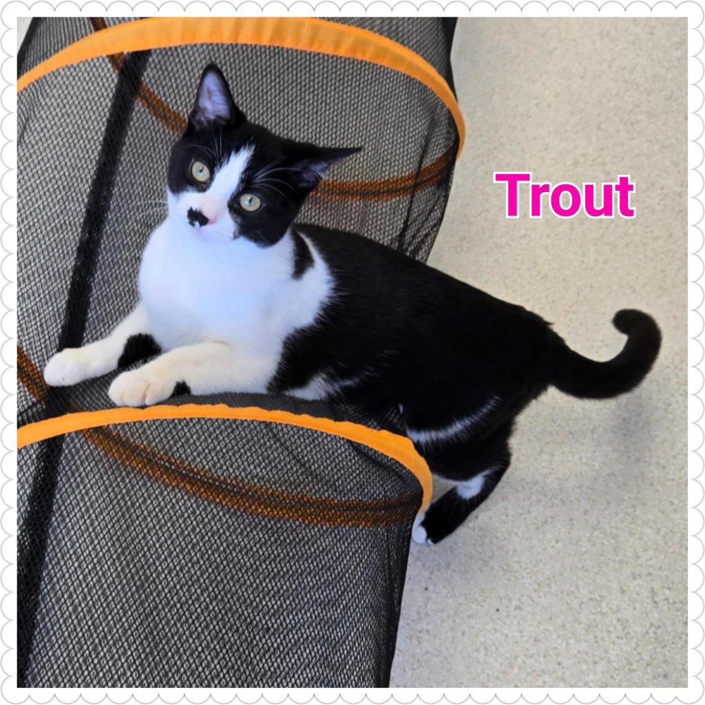 Enlarge Trout, a Adoptable mixed breed in North Saint Paul, MN image 4/5