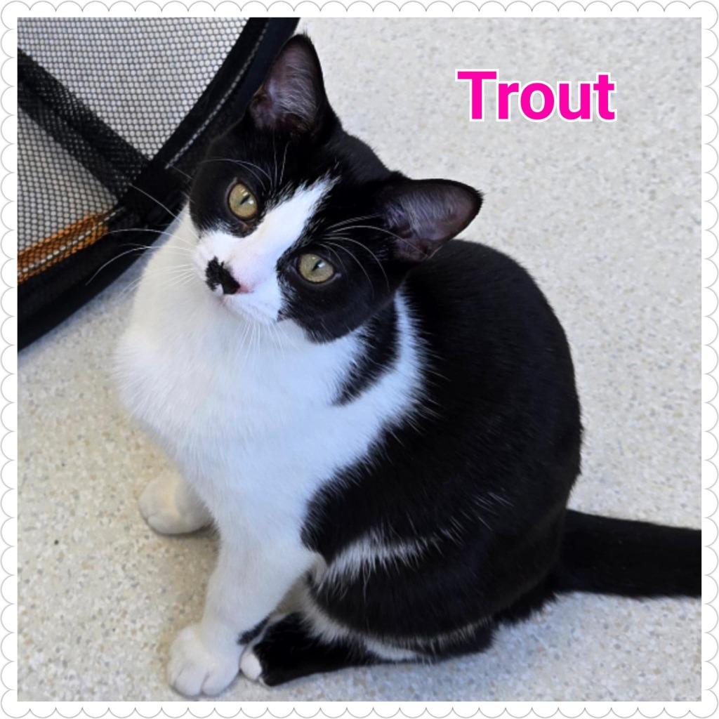 Enlarge Trout, a Adoptable mixed breed in North Saint Paul, MN image 5/5