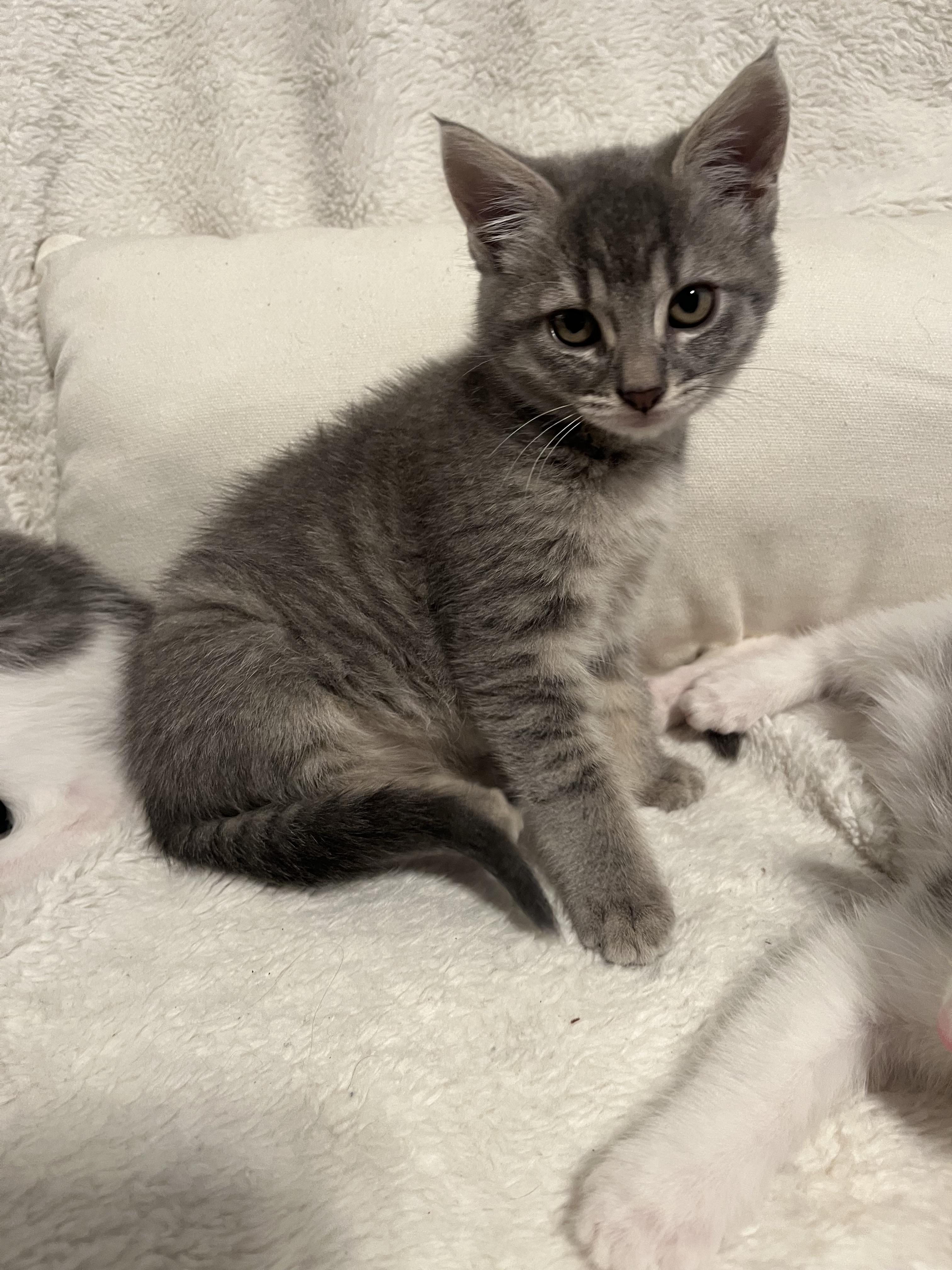 Beatrix, ADOPTABLE, Kitten Female Domestic Short Hair.