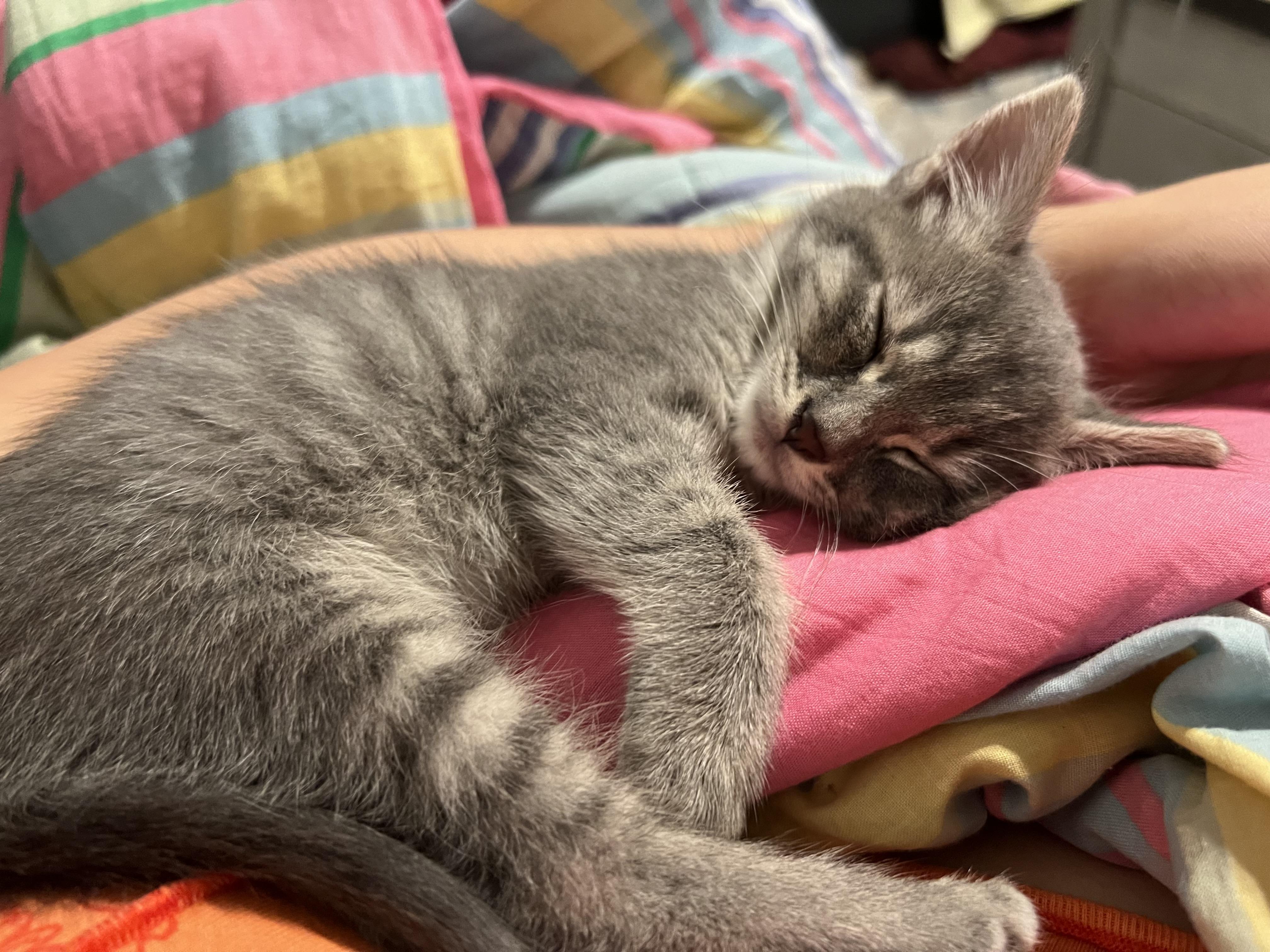 Beatrix, a ADOPTABLE Domestic Short Hair in Dixon, CA image 5/6