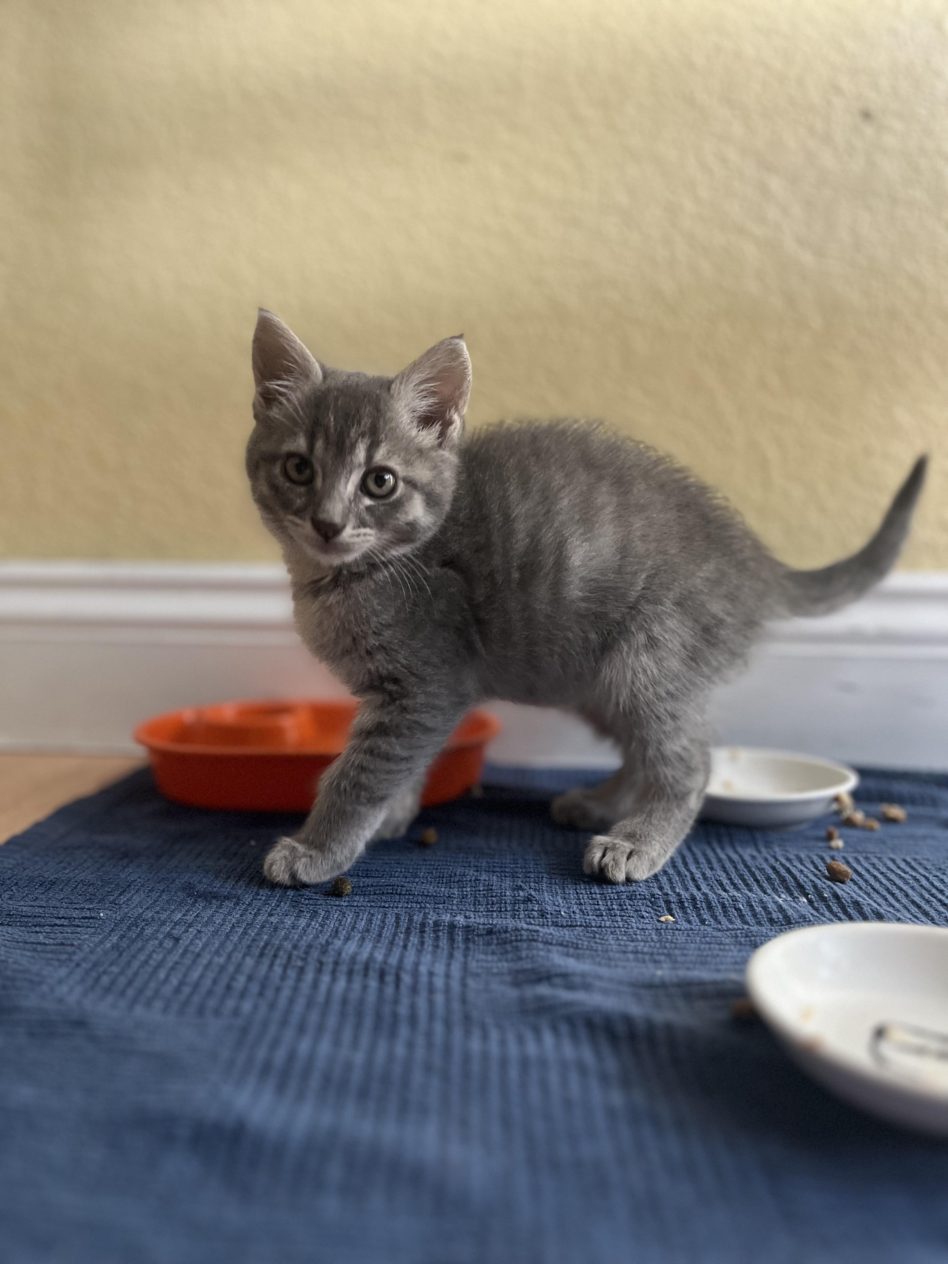 Beatrix, a ADOPTABLE Domestic Short Hair in Dixon, CA image 2/6