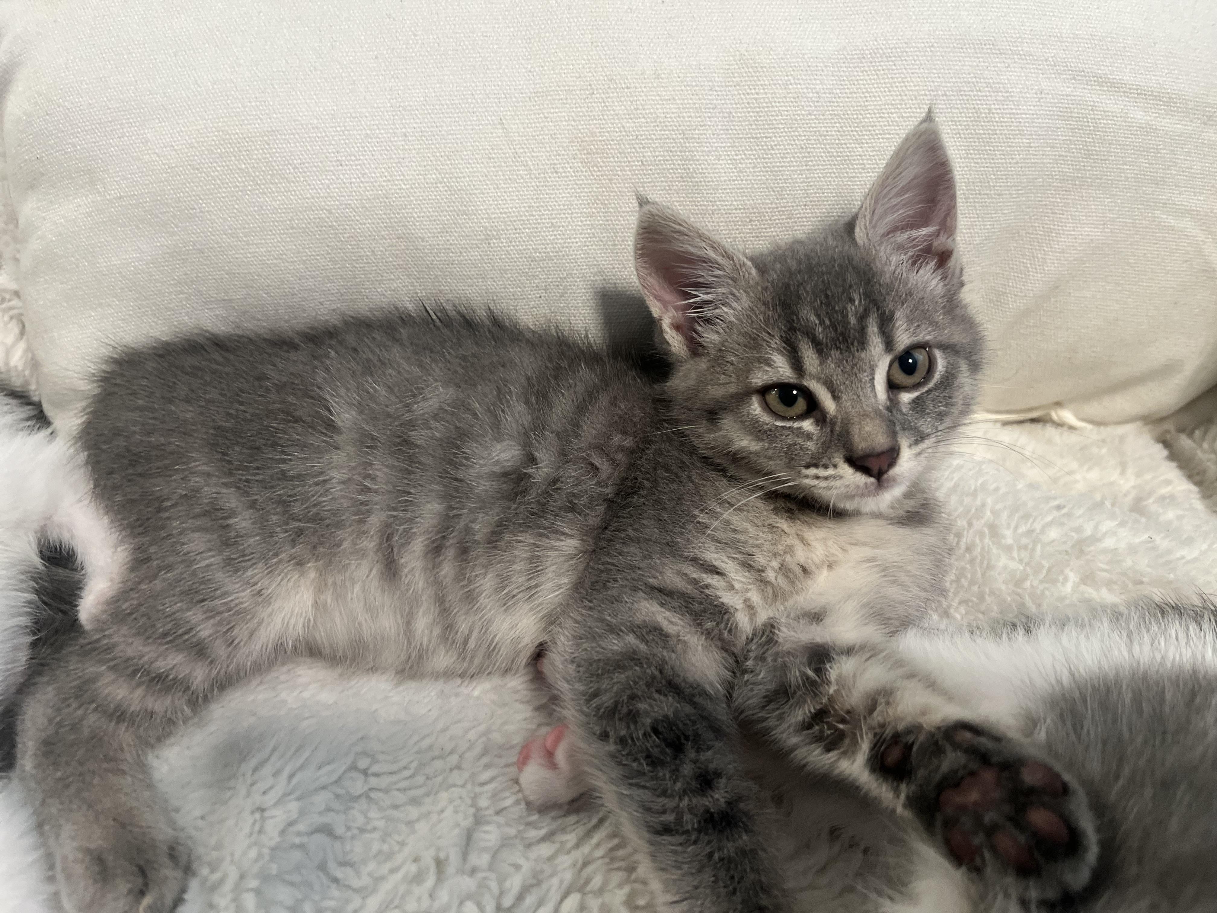 Beatrix, a ADOPTABLE Domestic Short Hair in Dixon, CA image 4/6