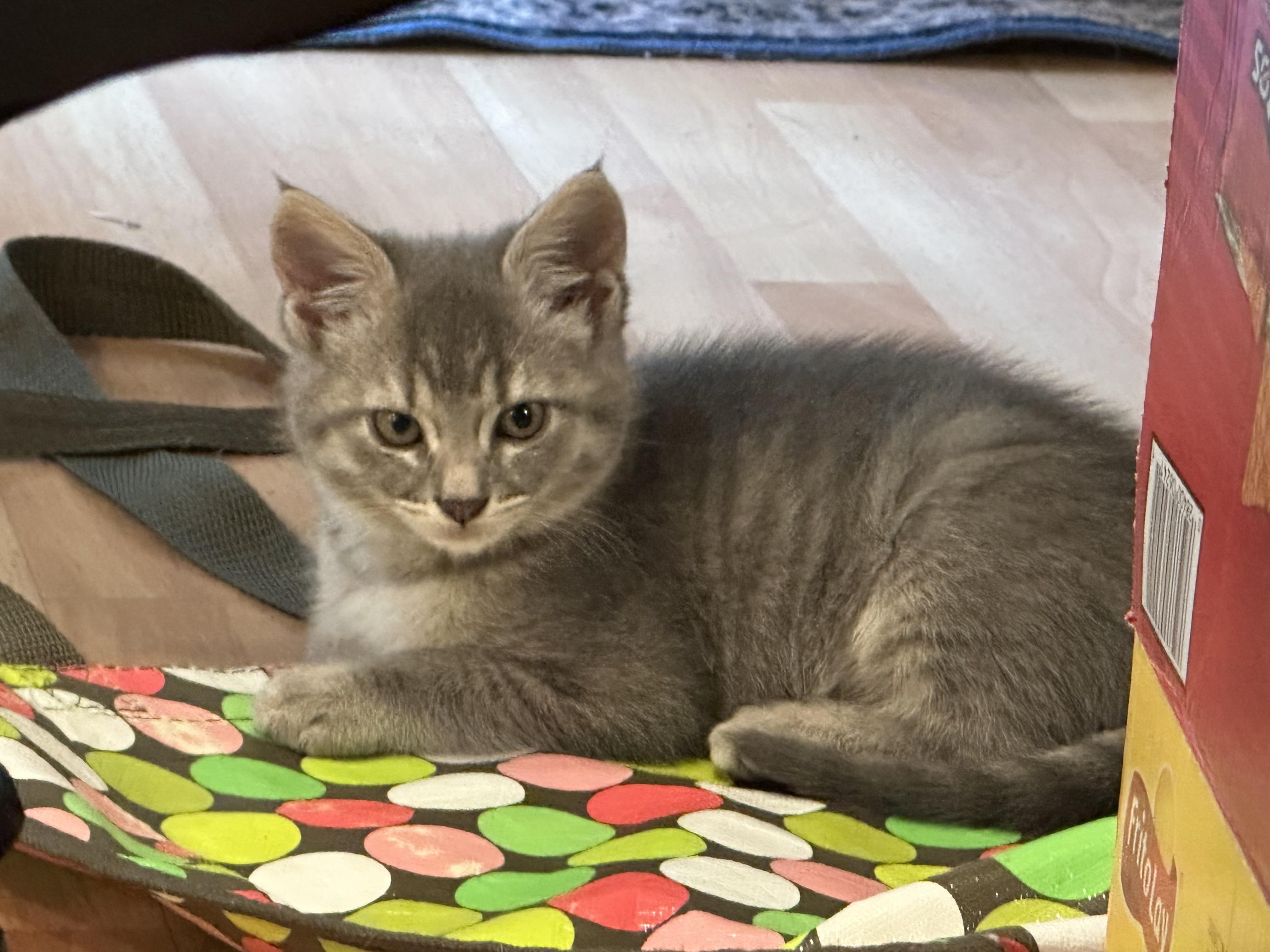 Beatrix, a ADOPTABLE Domestic Short Hair in Dixon, CA image 3/6