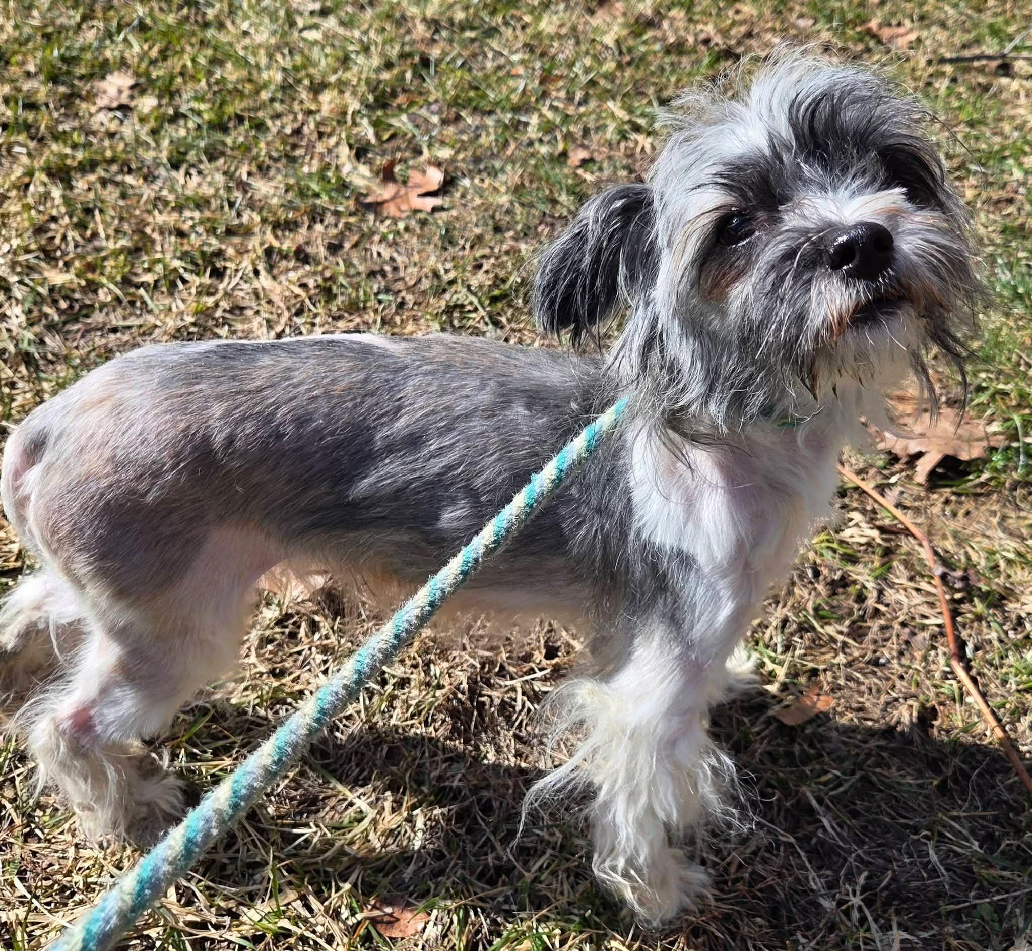 Enlarge Maggie, an adopted Havanese in Vernon, CT image 5/6