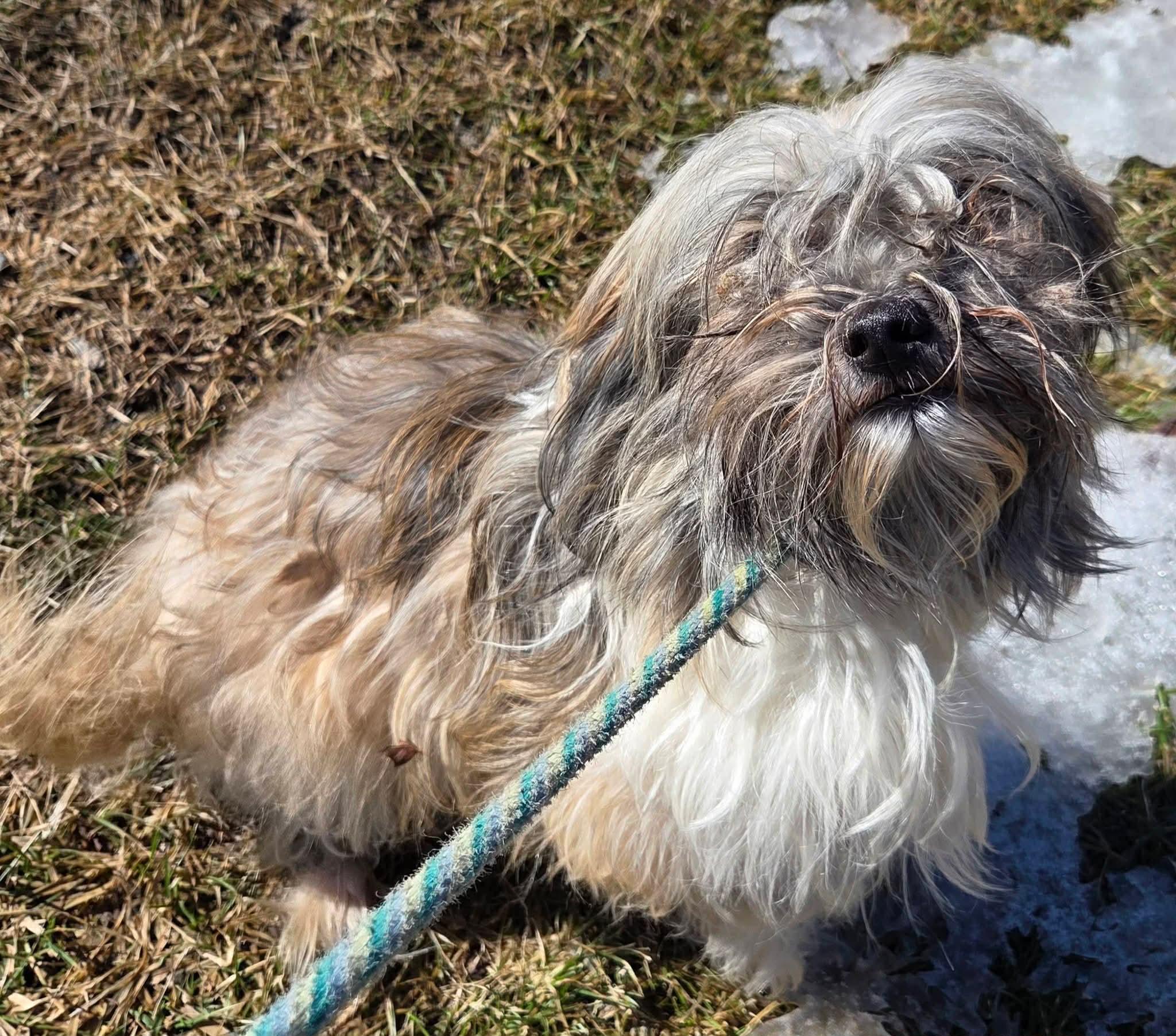 Enlarge Maggie, an adopted Havanese in Vernon, CT image 4/6