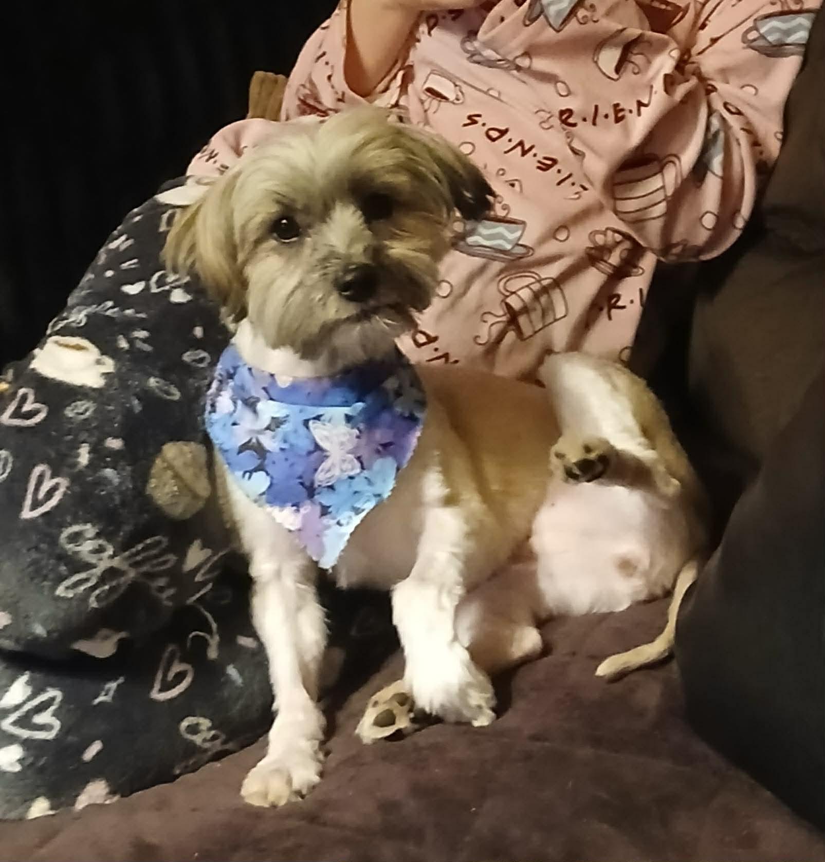 Maggie, adopted, Young Female Havanese.