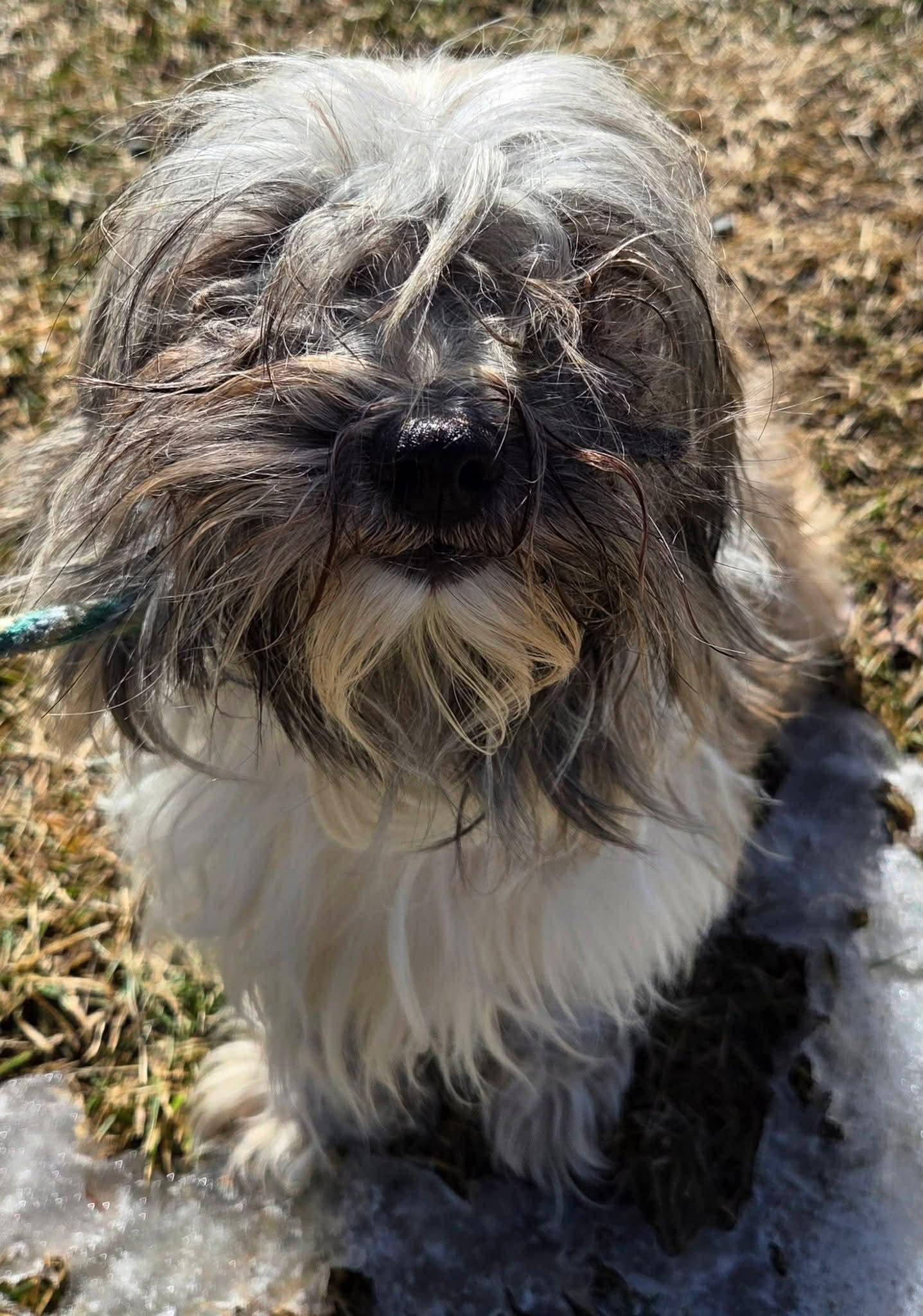 Enlarge Maggie, an adopted Havanese in Vernon, CT image 3/6