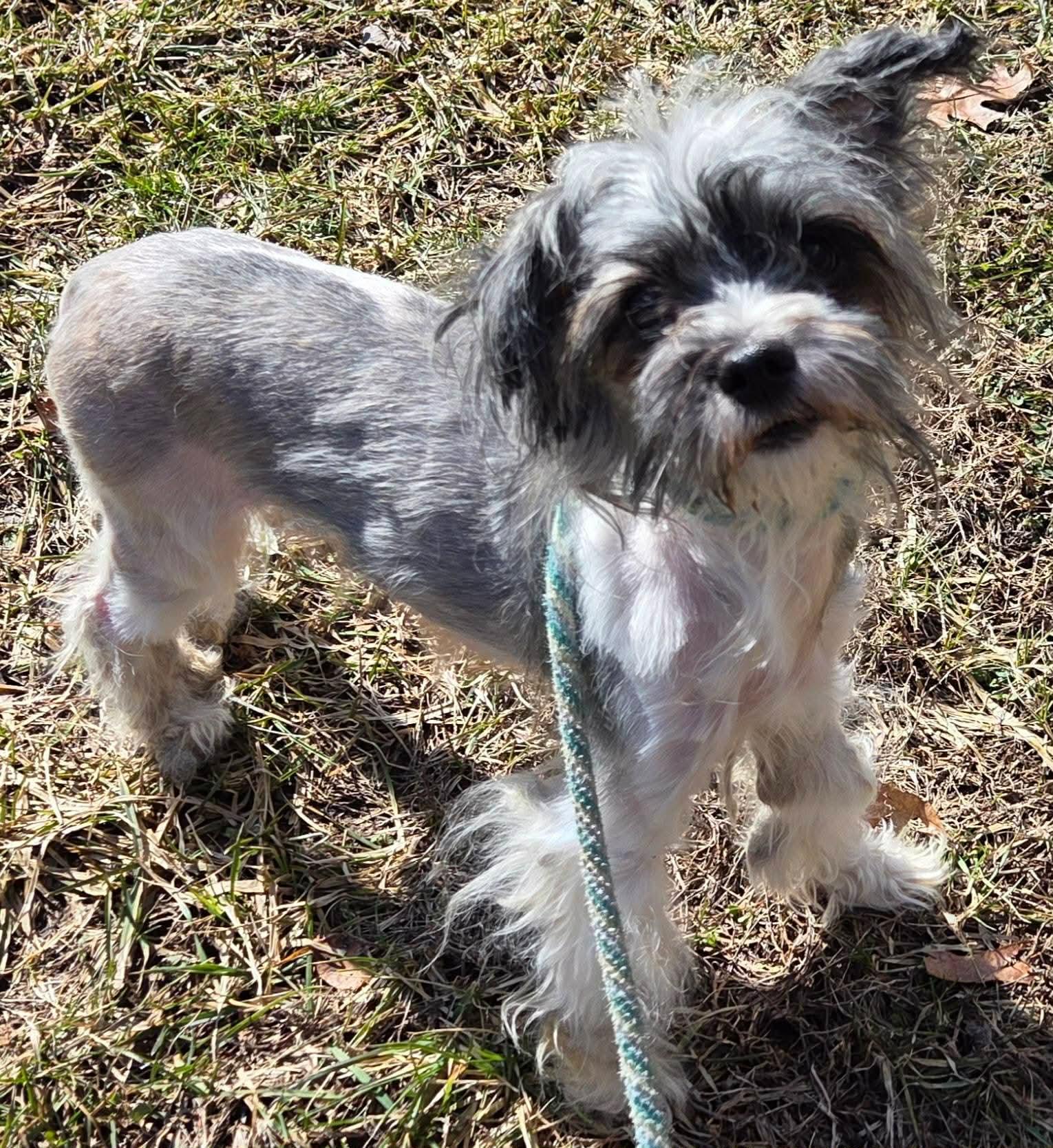 Enlarge Maggie, an adopted Havanese in Vernon, CT image 2/6