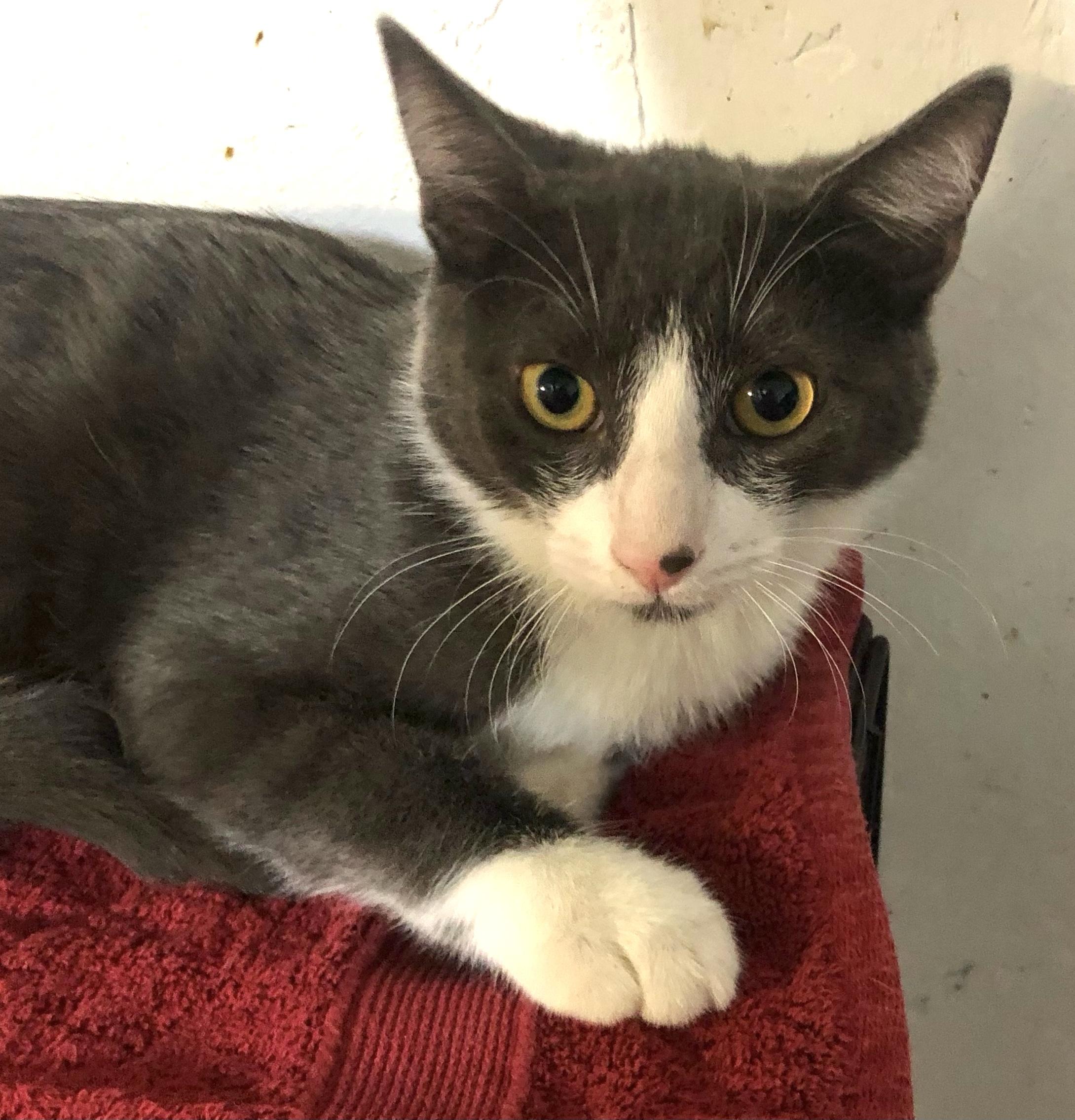 Gilbert (sweet boy) ormond