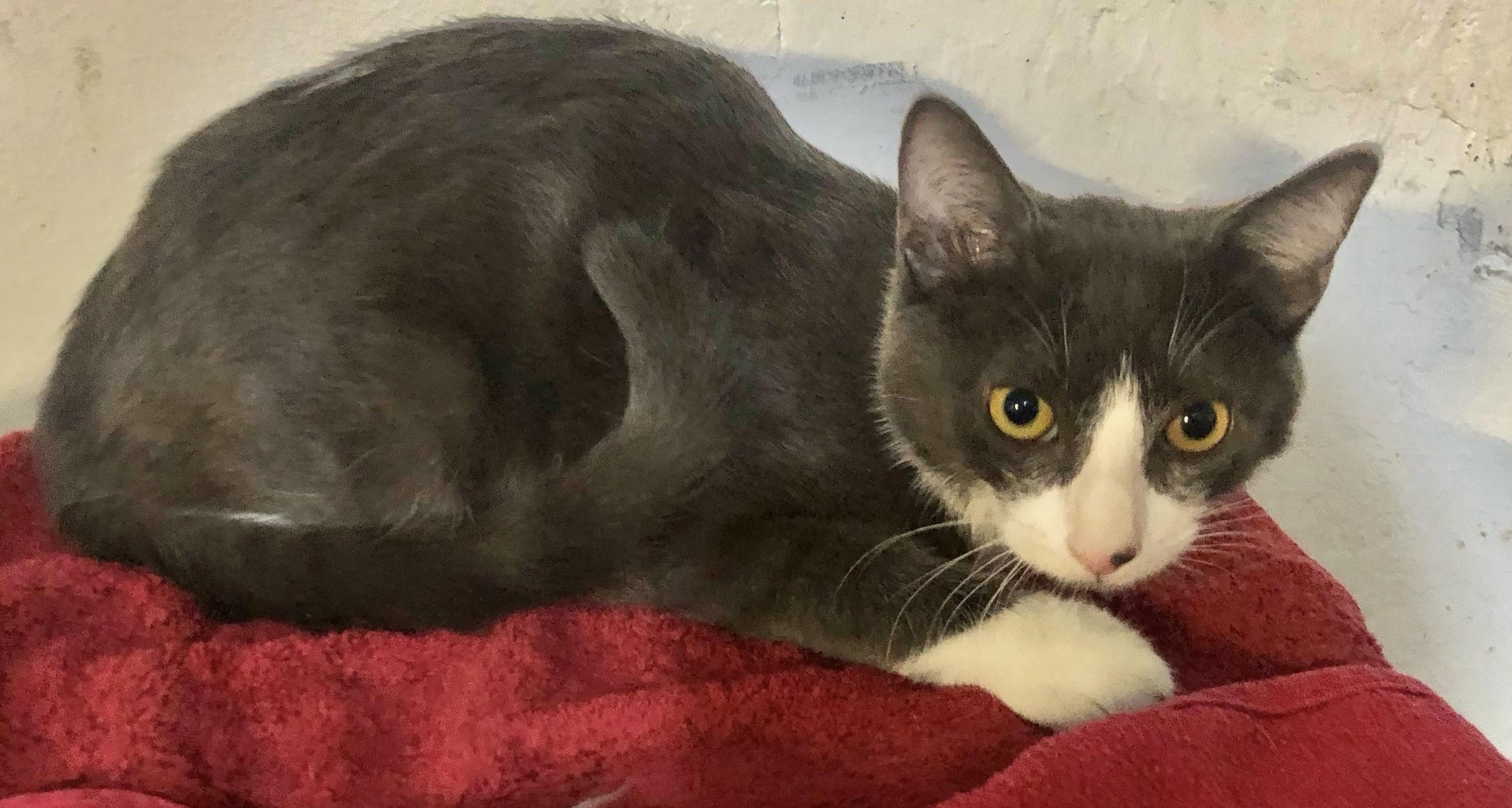 Gilbert (sweet boy) ormond, a Adoptable Domestic Short Hair in Daytona Beach, FL image 2/2