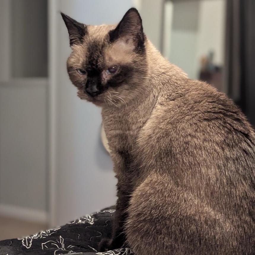 Bluey (In Foster Care), Adoptable, Adult Female Domestic Short Hair.