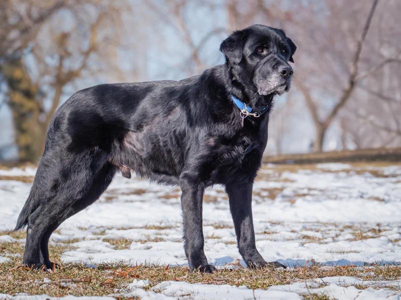 Enlarge Sam, a ADOPTABLE Black Labrador Retriever in Pointe-Fortune, QC image 2/4