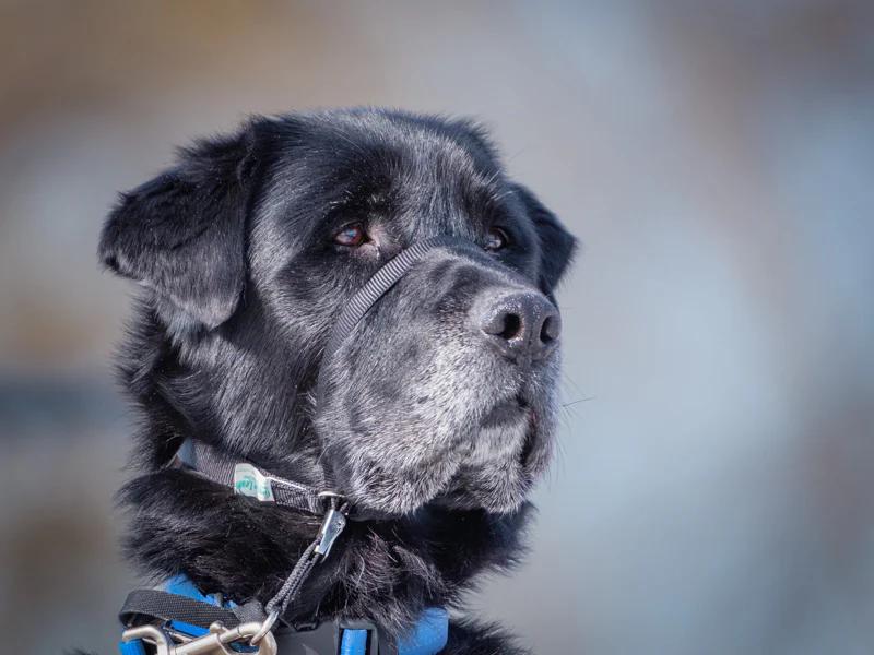 Enlarge Sam, a ADOPTABLE Black Labrador Retriever in Pointe-Fortune, QC image 1/4