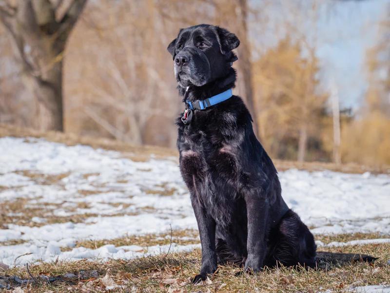 Enlarge Sam, a ADOPTABLE Black Labrador Retriever in Pointe-Fortune, QC image 4/4