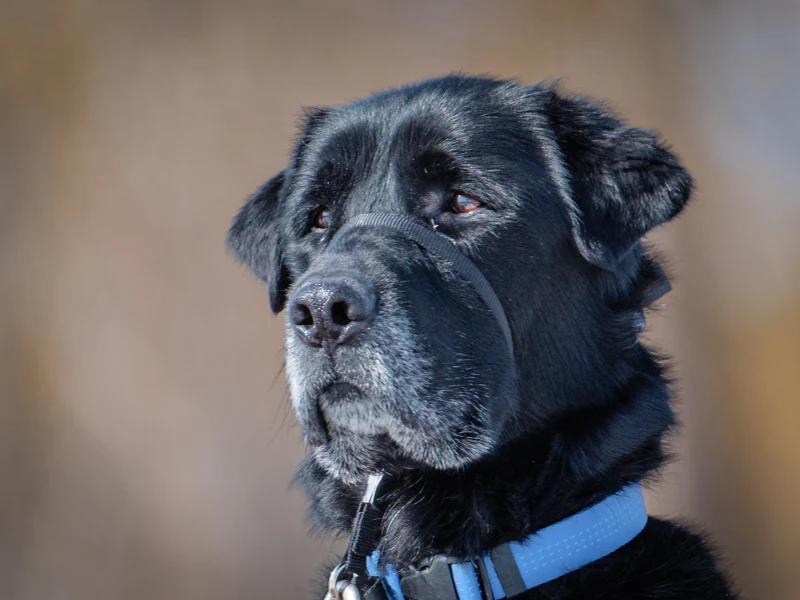 Enlarge Sam, a ADOPTABLE Black Labrador Retriever in Pointe-Fortune, QC image 3/4