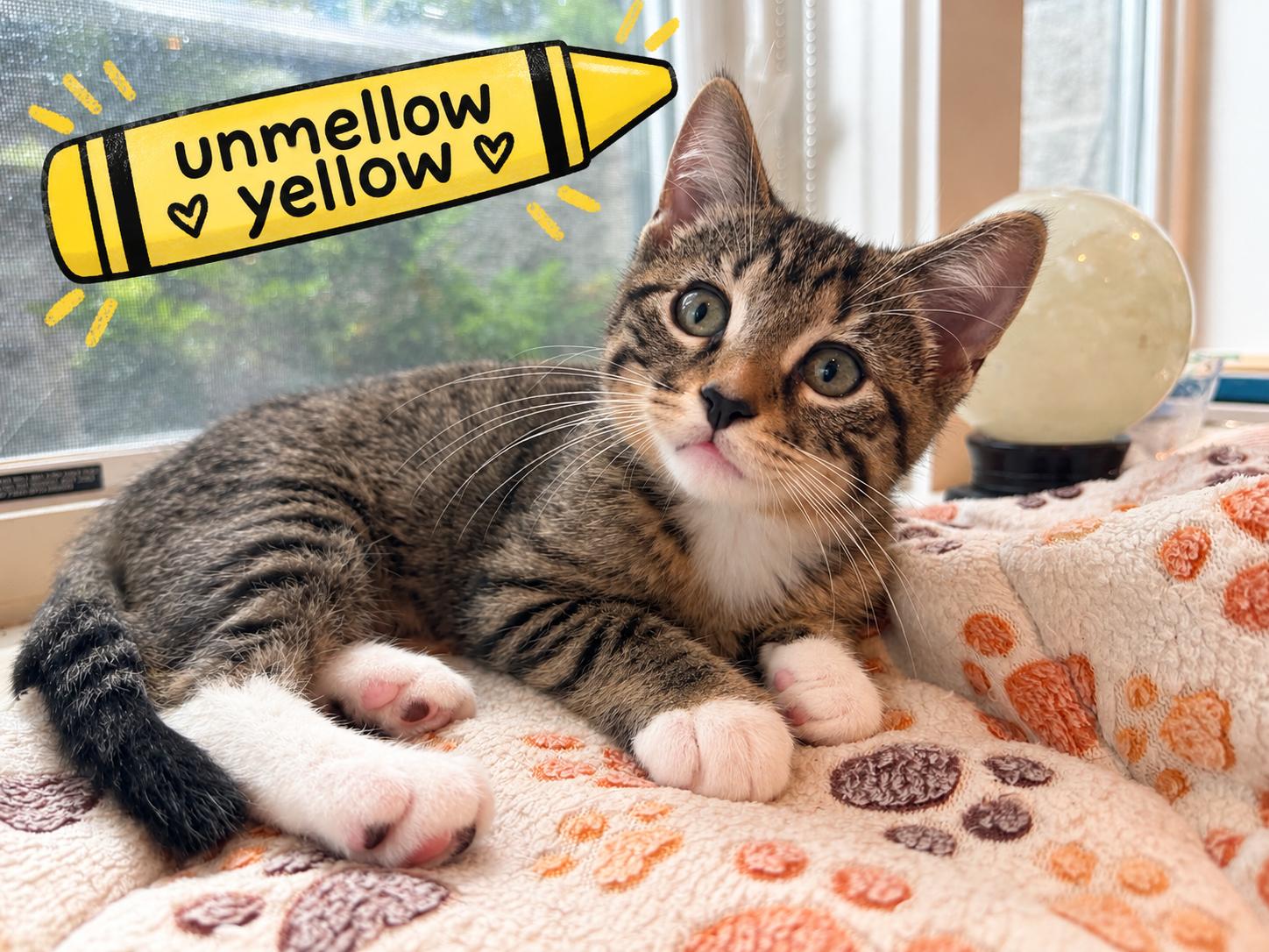 Unmellow Yellow, ADOPTABLE, Kitten Female Domestic Short Hair.