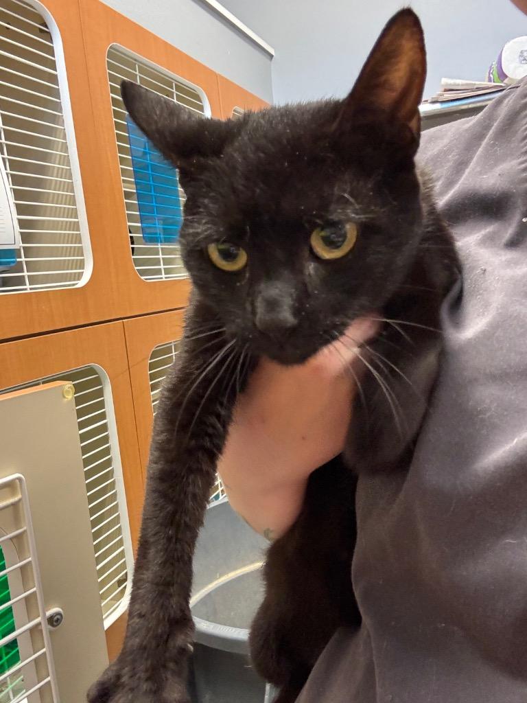 Enlarge Kay, a Adoptable mixed breed in Bloomington, IN image 1/1