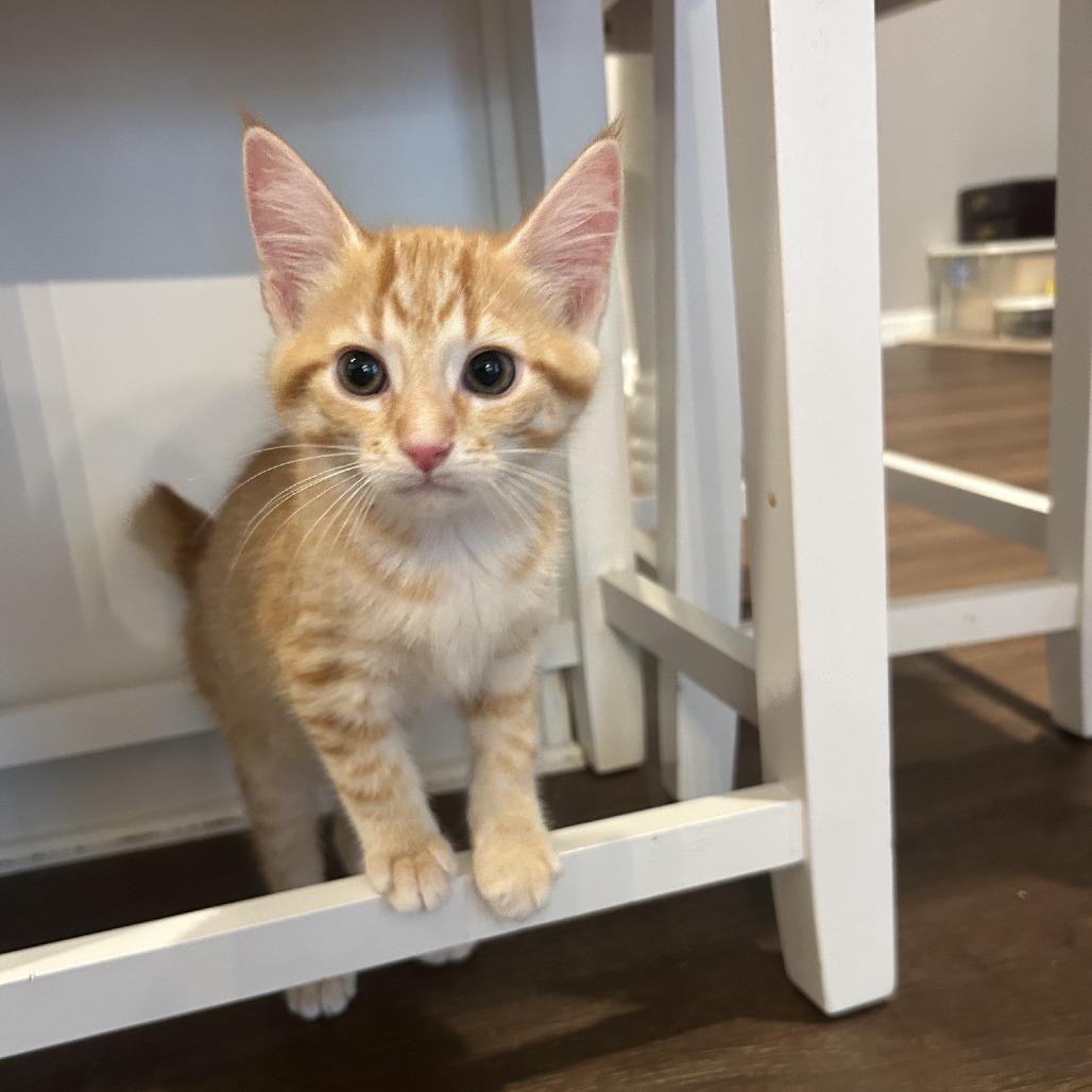 Enlarge Dispatch, a Adoptable Domestic Short Hair in Gibsonia, PA image 3/6