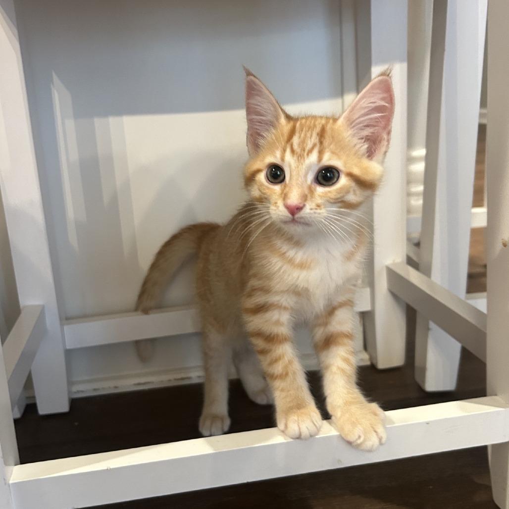 Enlarge Dispatch, a Adoptable Domestic Short Hair in Gibsonia, PA image 4/6