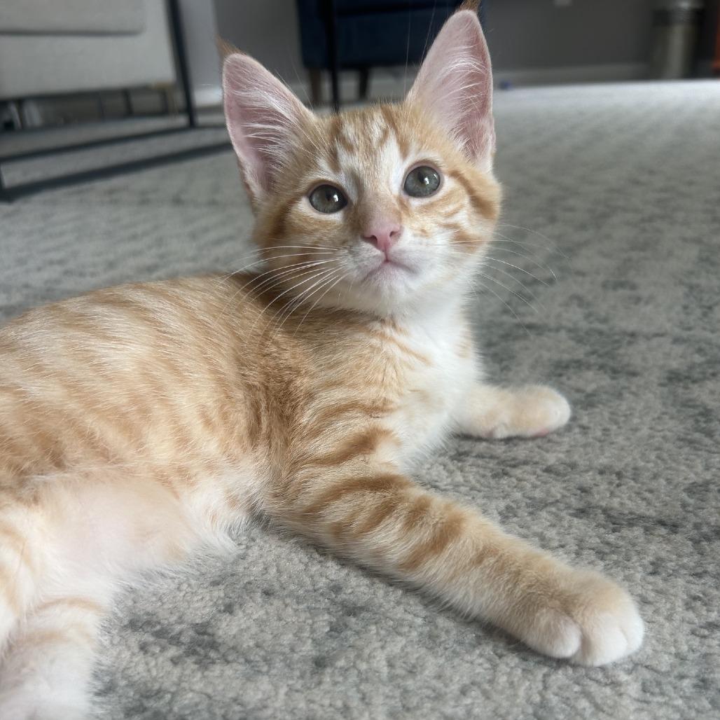 Enlarge Dispatch, a Adoptable Domestic Short Hair in Gibsonia, PA image 6/6