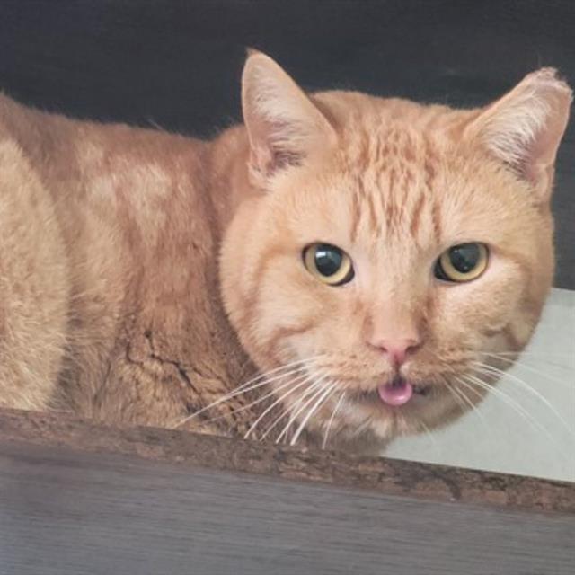 CHICKEN NUGGET, Adoptable, Adult Male Domestic Short Hair.