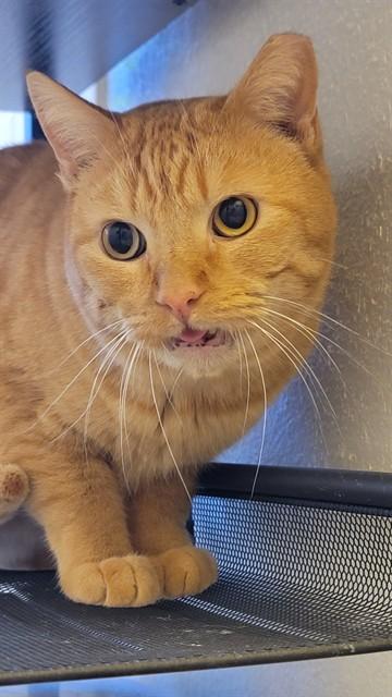 CHICKEN NUGGET, Adoptable, Adult Male Domestic Short Hair.
