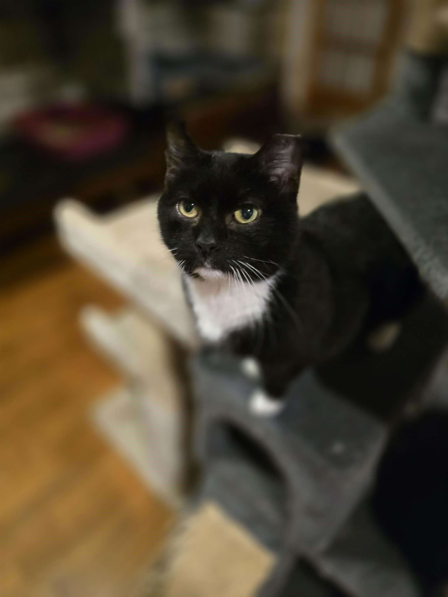 Enlarge Lexie, a Adoptable Tuxedo in Huntington, NY image 1/2