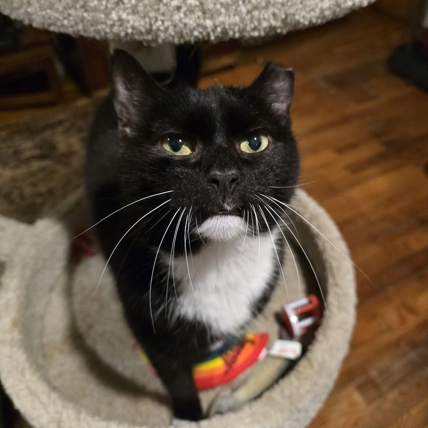 Enlarge Lexie, a Adoptable Tuxedo in Huntington, NY image 2/2