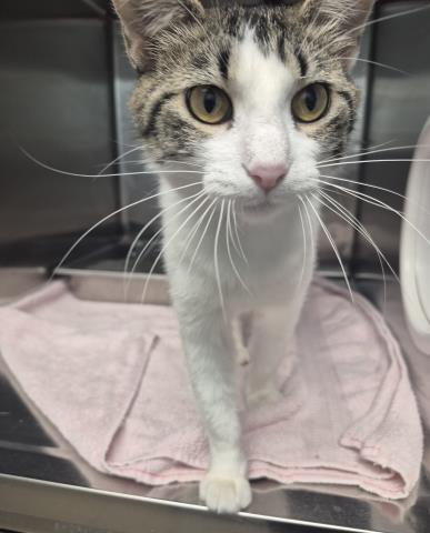Enlarge CAROL, a Adoptable Domestic Short Hair in Decatur, IL image 1/1