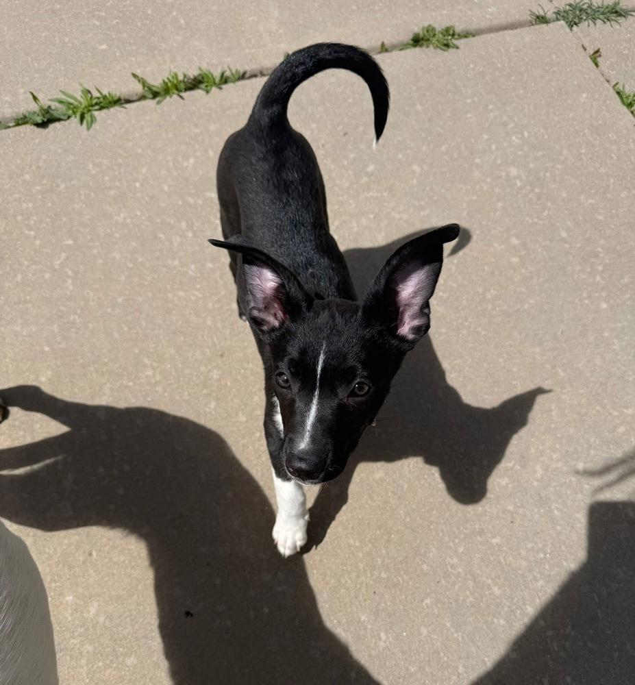 Pinky, Adoptable, Puppy Female Labrador Retriever.