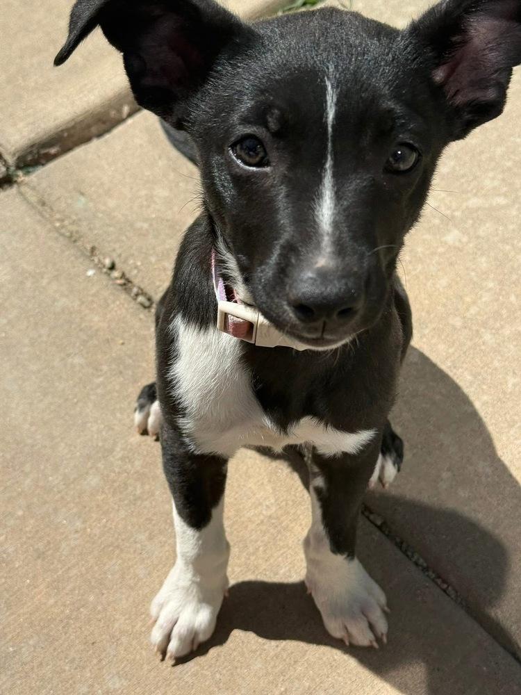 Enlarge Pinky, a Adoptable mixed breed in Colorado Springs, CO image 2/6