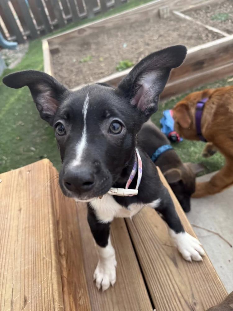 Enlarge Pinky, a Adoptable mixed breed in Colorado Springs, CO image 3/6