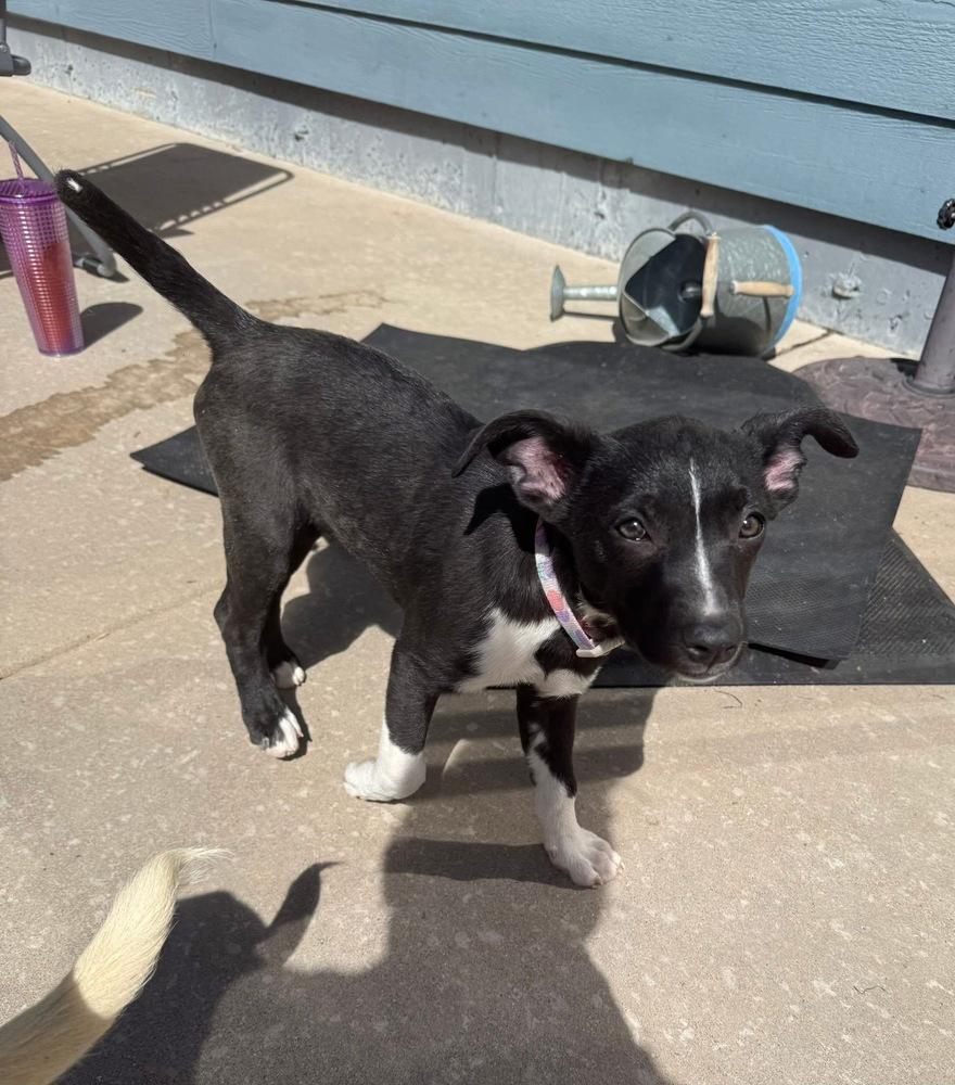 Enlarge Pinky, a Adoptable mixed breed in Colorado Springs, CO image 4/6