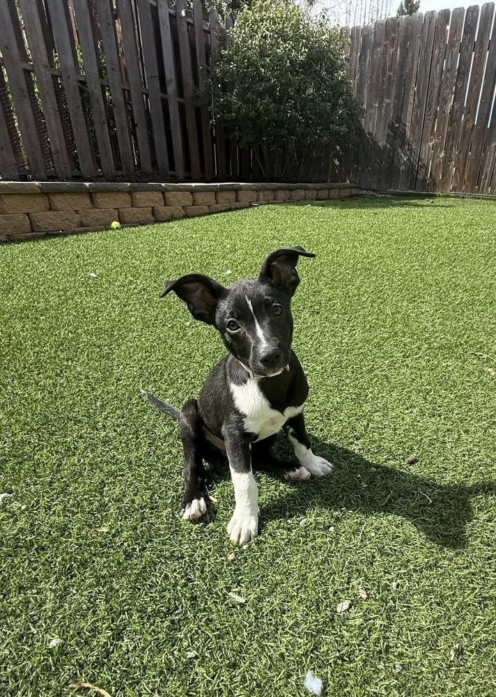 Enlarge Pinky, a Adoptable mixed breed in Colorado Springs, CO image 5/6