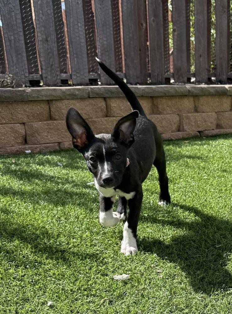 Enlarge Pinky, a Adoptable mixed breed in Colorado Springs, CO image 6/6